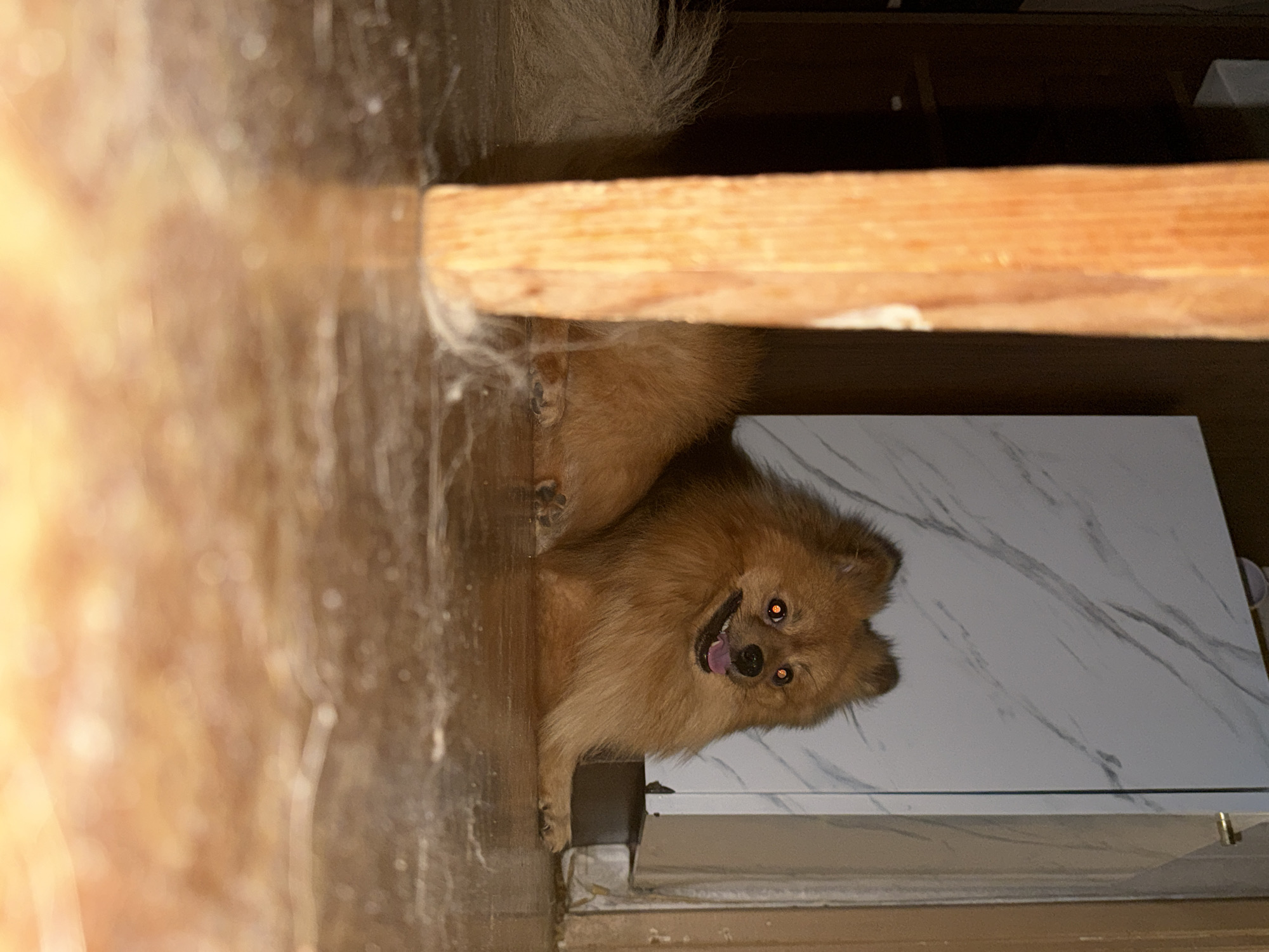 A medium shot, taken in Khimki, Russia, presents an auburn Pomeranian dog positioned partially under a wooden shelf with an accompanying white marble-patterned table in the immediate background. The dog is oriented head-on with its tongue slightly protruding, giving the appearance of a canine smile. The dog’s tail is visible, partially obscured by the shelf. The surrounding environment appears to be an indoor space, with wooden structures dominating the upper left and right corners of the frame. The marble-patterned table is clean. No people are visible.