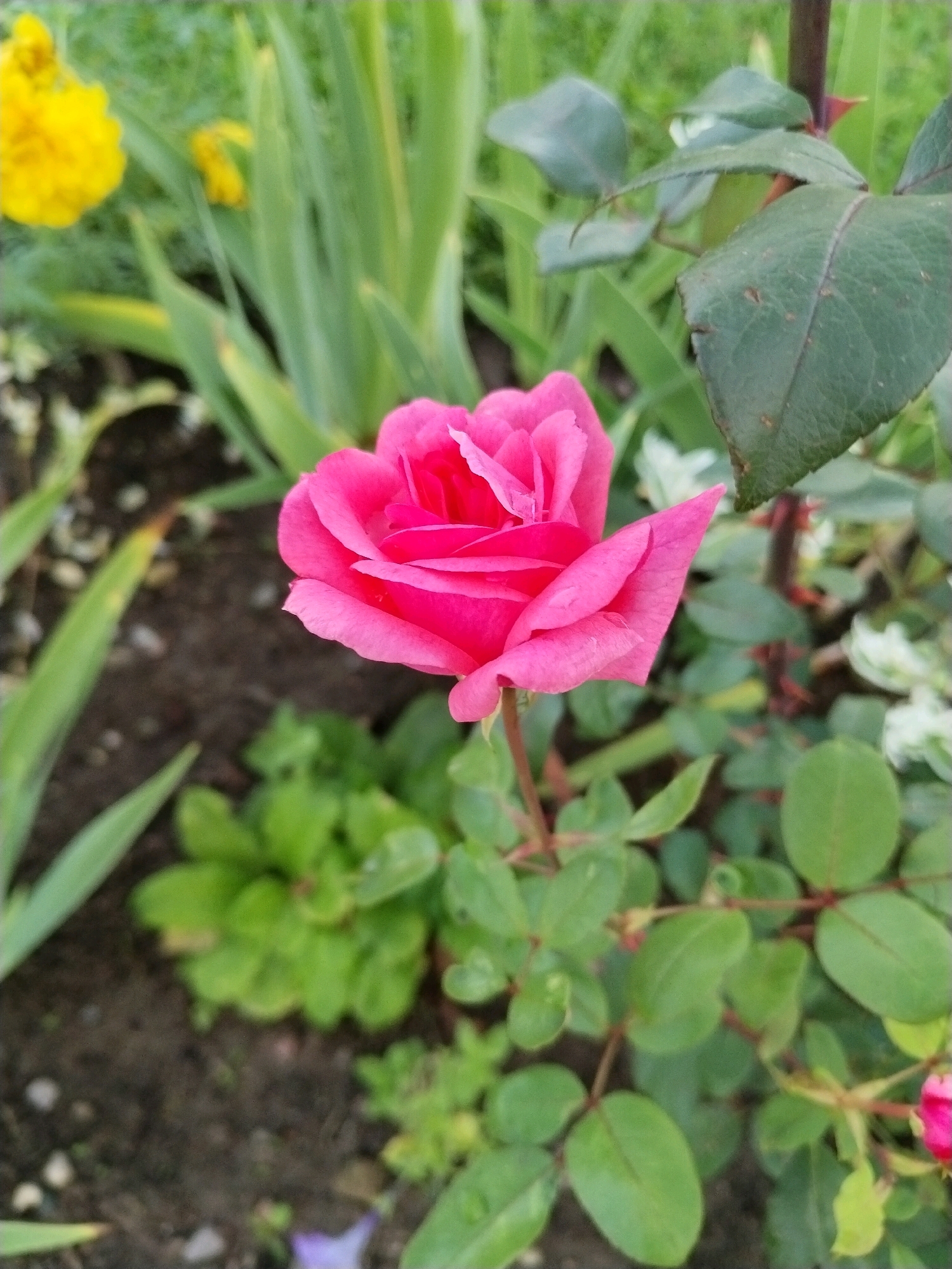 In this close-up, vertically oriented photograph, a vibrant pink rose is the central subject, positioned in the lower half of the frame. Its petals are tightly furled, with the outer ones slightly unfurling to reveal the delicate structure within. The rose is set against a backdrop of various green foliage and dark soil. In the upper left corner, two soft-focus yellow flowers are visible, adding a splash of contrasting color. Green, blade-like leaves frame the rose from the left and behind. The overall lighting suggests an outdoor setting, possibly a garden. The image does not contain any people or indicate any specific actions or interactions. It is a still life composition focused on the beauty of the rose and its surrounding plant life. The location is identified as Hrodna, Belarus.