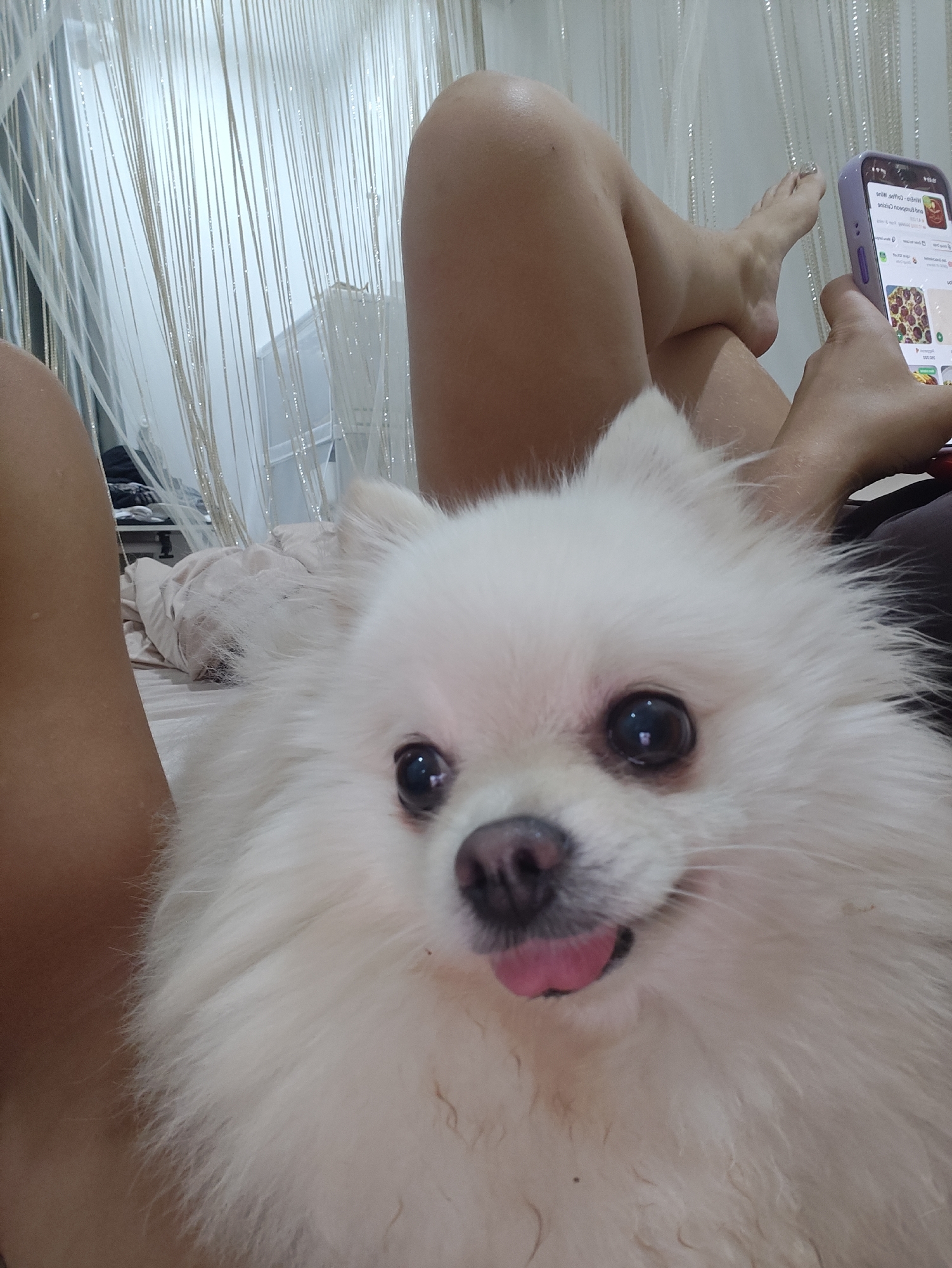 A close-up, indoor shot shows a fluffy white Pomeranian dog with its tongue out, resting on a bed. The dog's head fills most of the frame, with its large, dark eyes and pink tongue being prominent features. To the right of the dog, a person's legs are visible, with one foot resting on the other. The person is holding a smartphone in their hand, which displays a food delivery app interface. In the background, delicate, sheer curtains hang, creating a soft, textured backdrop. The setting appears to be a bedroom in Tay Nha Trang Ward, Vietnam.