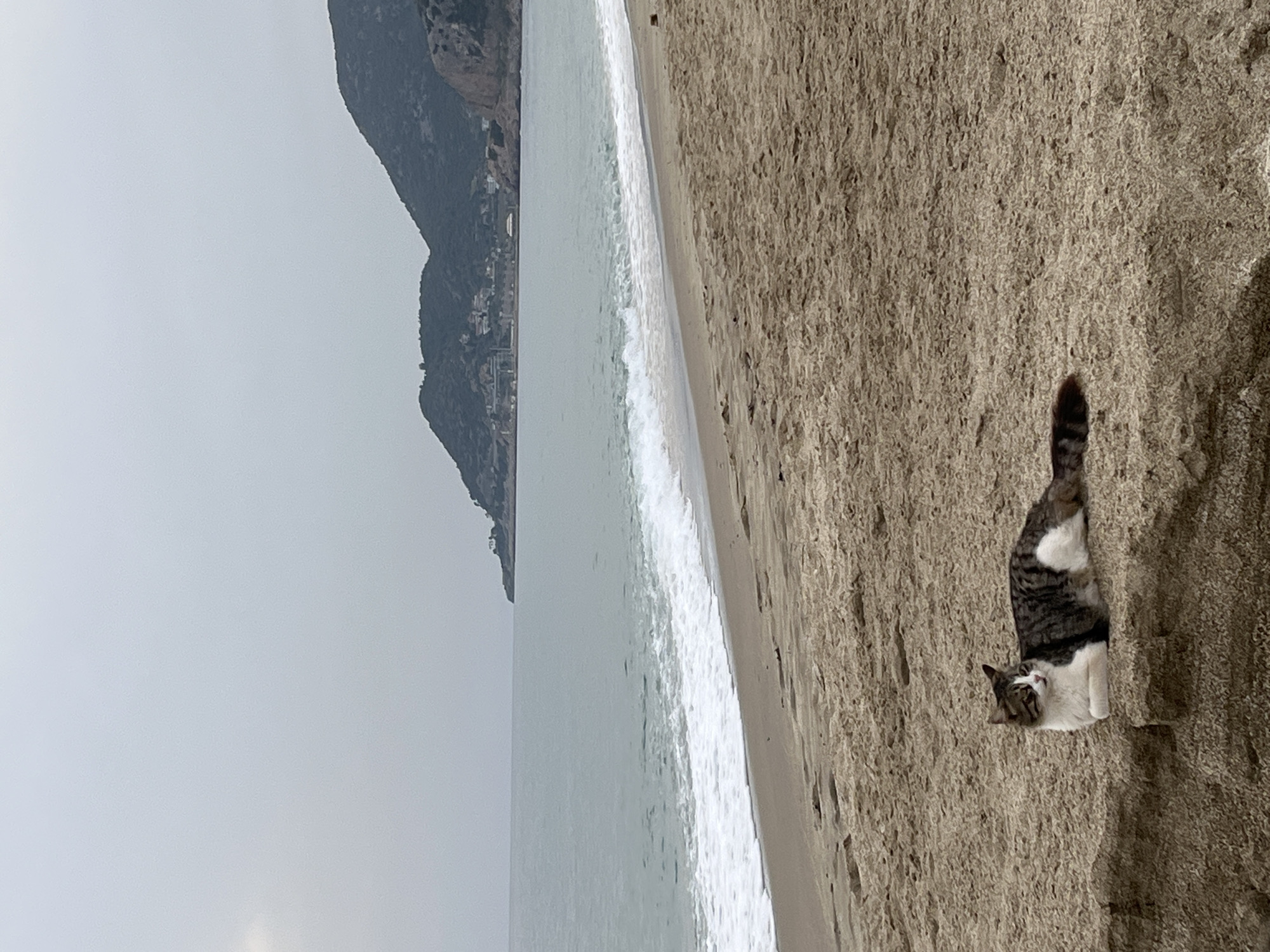 A tabby cat is the primary subject of this image, situated on a sandy beach. The cat, displaying white, brown, and black fur patterns, is positioned on the right side of the frame, looking towards the left with a neutral to curious expression.
The scene unfolds on a beach, with light brown sand occupying the foreground and right side of the image. The sand shows texture and slight variations in tone. To the left of the beach, the calm, greyish-blue sea extends horizontally, with gentle white waves breaking along the shoreline.
In the background, a large, dark mountain or hill rises prominently from the sea. Its slopes are rugged, with hints of vegetation and what appear to be small buildings or structures nestled on its lower parts. The sky above is uniformly light grey, indicating an overcast or hazy day, creating a soft, diffused light over the entire landscape.
The time of day appears to be daytime, characterized by the diffused light. The weather is overcast or hazy, contributing to the muted color palette. There are no people visible in the image, and no discernible text. The setting is a tranquil coastal area, consistent with the given location context of Alanya, Turkey.