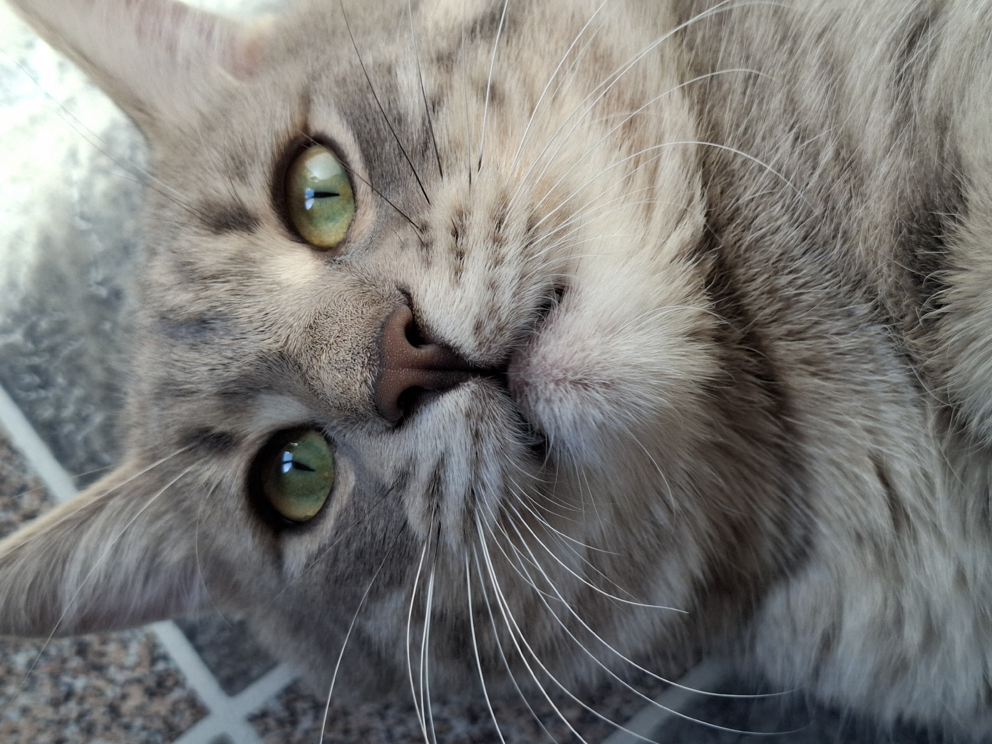 A close-up photograph shows a gray tabby cat lying on a tiled surface. The cat's face is tilted, with its green eyes looking directly at the viewer. The cat has a pink nose and white whiskers. The background appears to be a patterned tile floor. There is no information about the city of Novi Sad, Serbia, or any people, interactions, or actions taking place in the image.