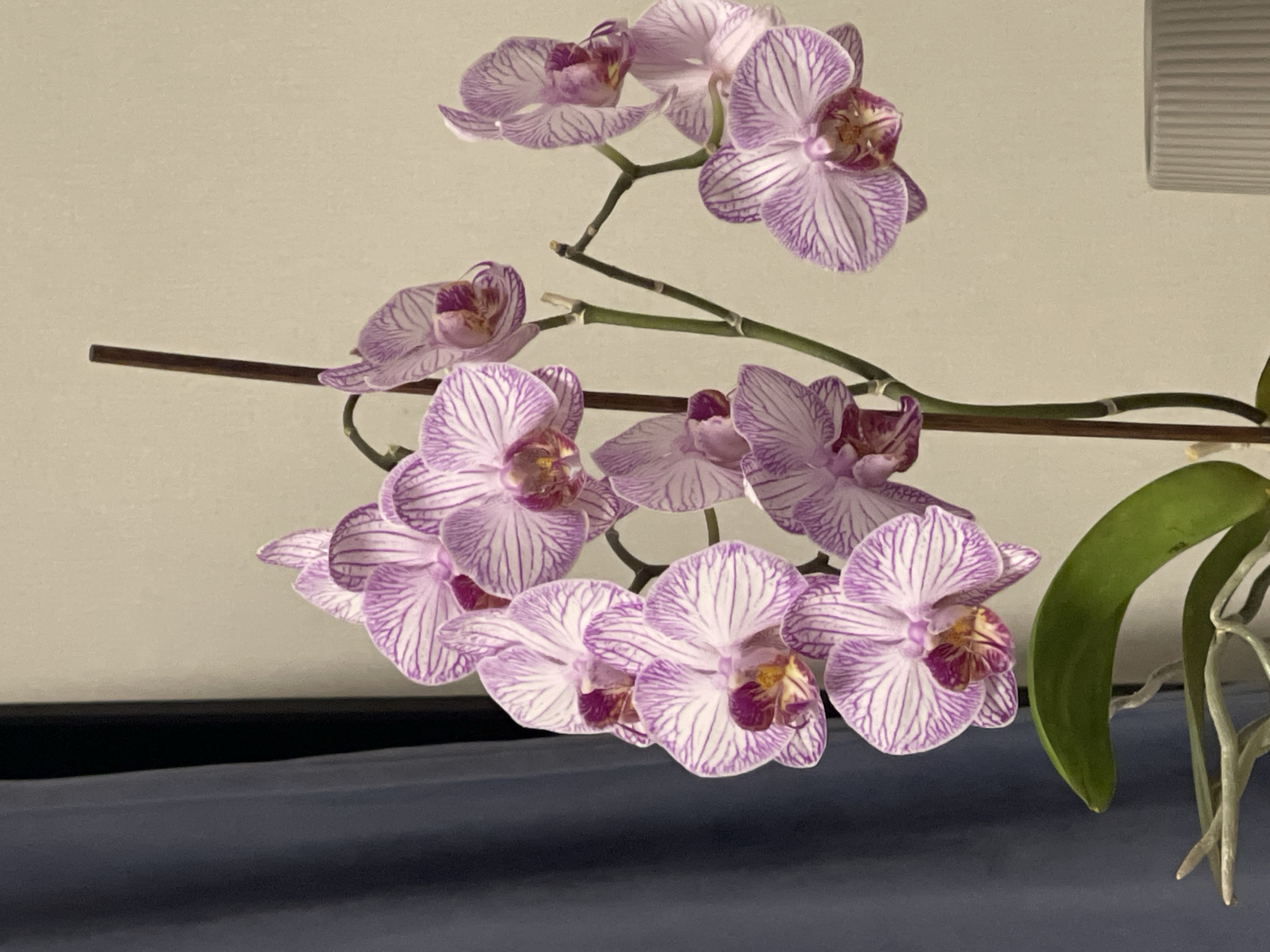The media file displays a close-up, head-on shot of a blooming orchid plant. The orchid features multiple blossoms with delicate white petals adorned with intricate purple stripes. The flowers are arranged along a thin, dark stem, creating a cascading effect. A single broad, green leaf is visible on the right side of the frame, along with several aerial roots. The background consists of a plain, light-colored wall and a dark blue surface below, possibly a piece of furniture. The lighting is soft, suggesting an indoor setting, and the focus is sharply on the orchids, highlighting their intricate patterns and delicate beauty. There is no visible text within the image. The scene evokes a sense of tranquility and natural beauty.