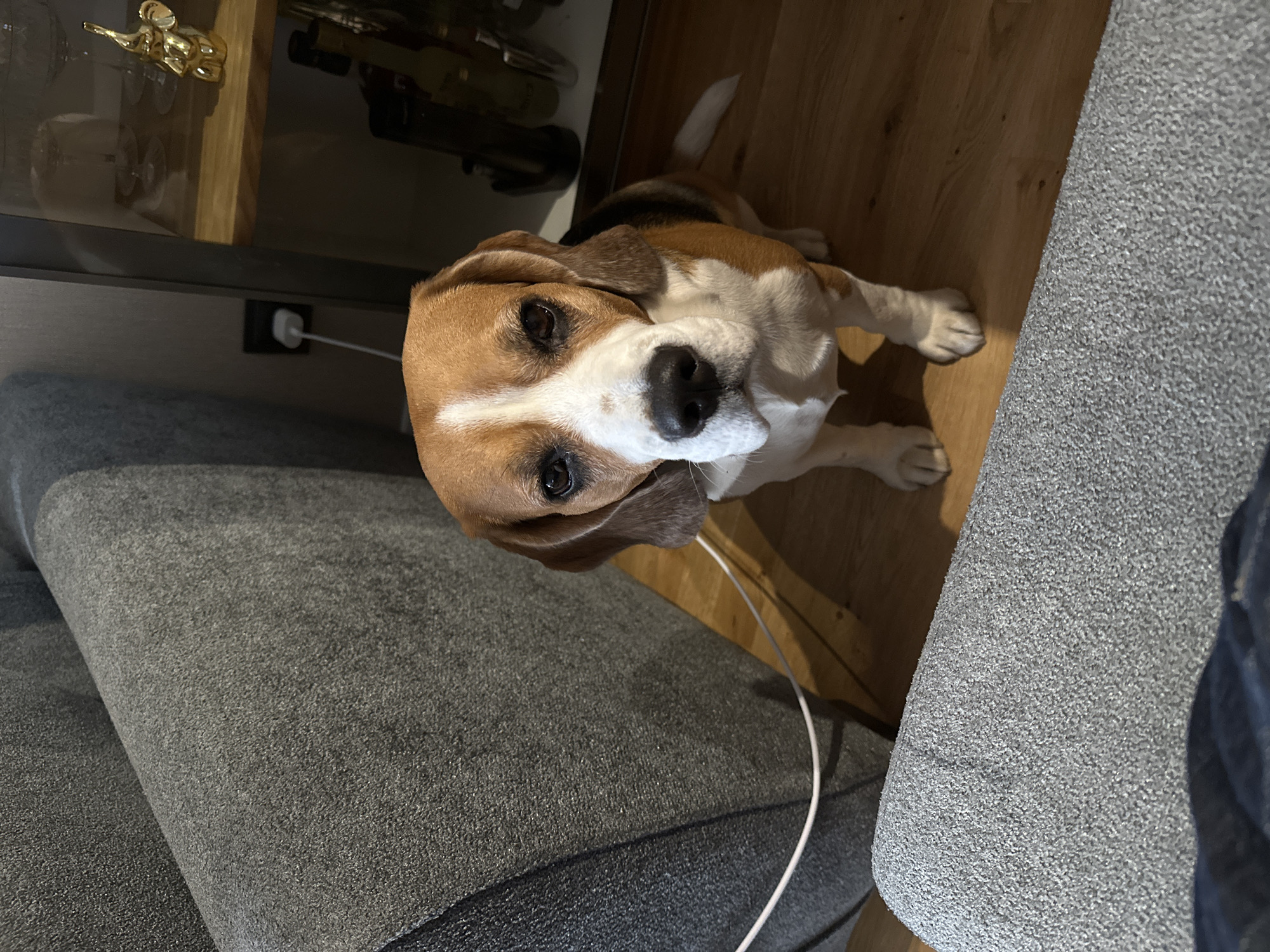 A high-angle shot features a beagle dog looking up at the camera. The dog has a white face, brown ears, and a black nose. The dog is sitting on a wooden floor, next to a grey upholstered couch. A white cable runs from behind the dog's head across the couch. In the background is a cabinet with various items, including a gold-colored elephant figurine. The location is unknown.