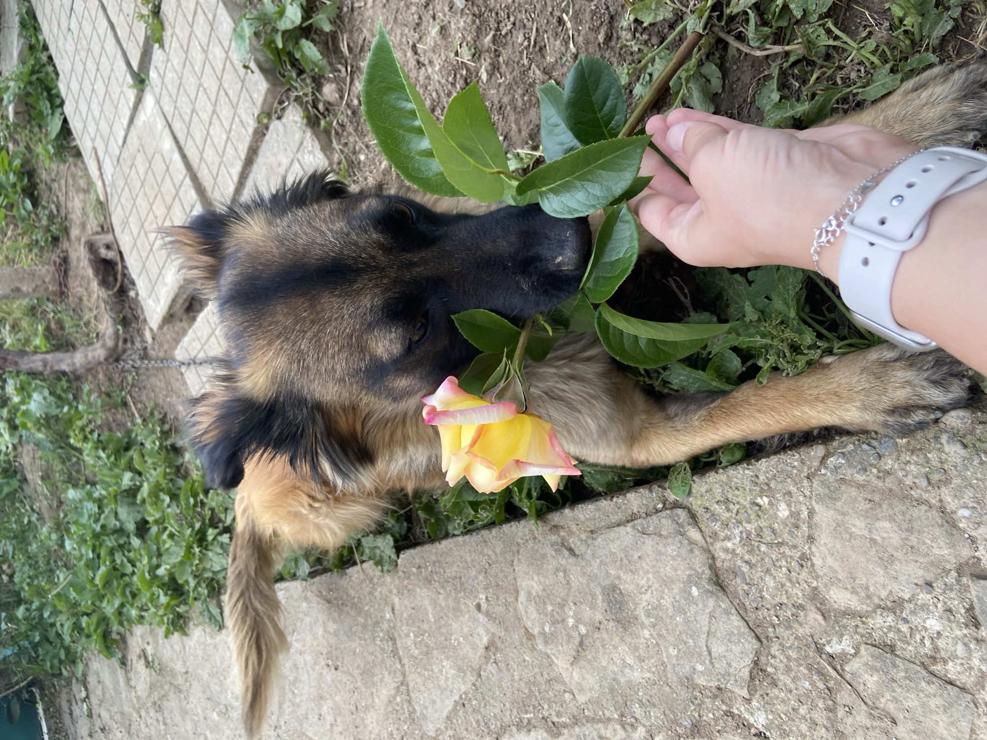 A medium-sized dog with a dark muzzle and brown and black fur is lying on a paved surface and dirt patch with green plants. The dog has a yellow and pink rose near its chest. A hand with a white wristwatch is holding green leaves near the dog's head. The setting appears to be outdoors, possibly a garden or yard. Given the prompt, this is likely in the city of Mindia, Bulgaria.