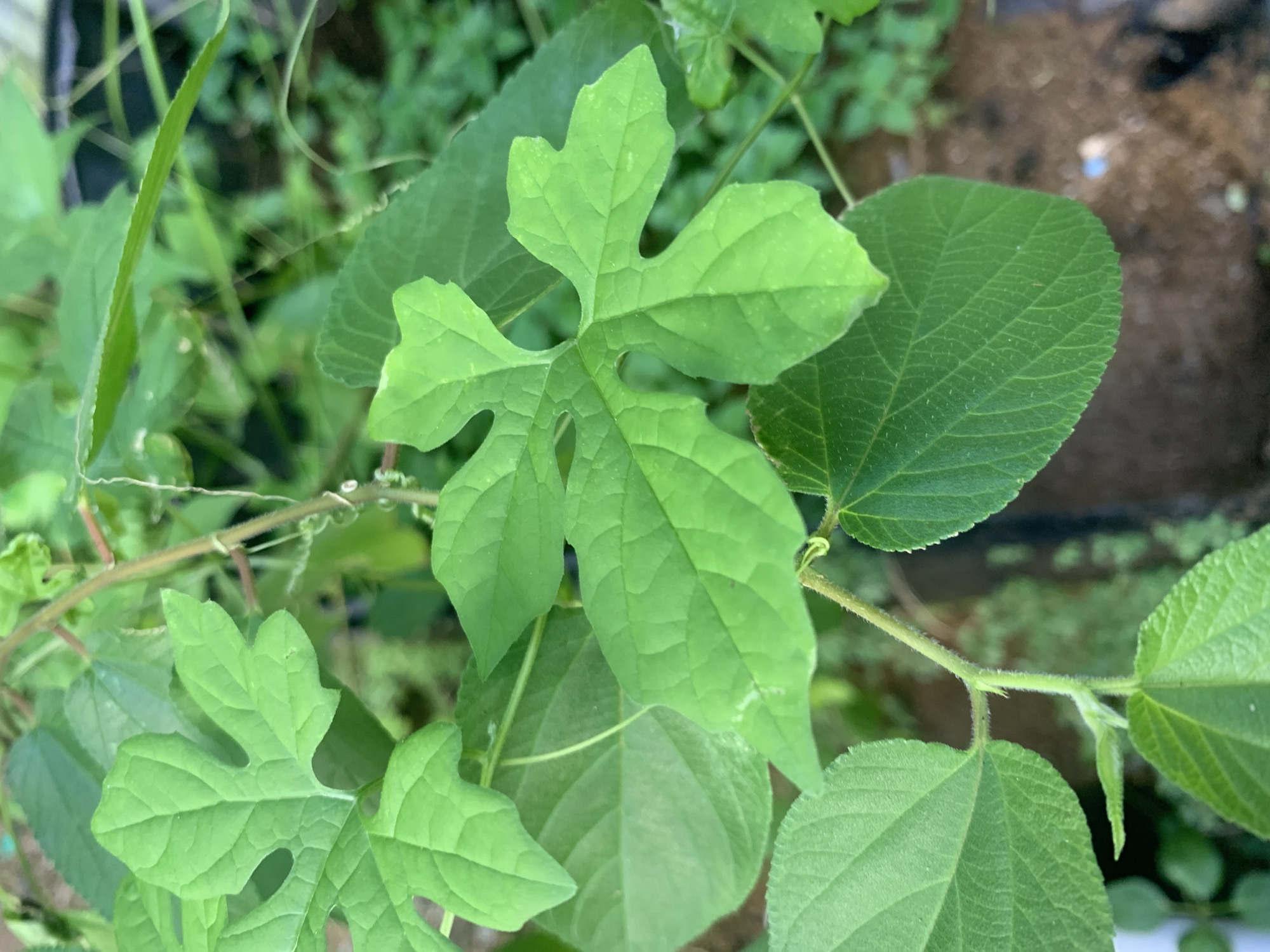 A close-up, high-angle shot shows several bright green leaves of a plant. The leaves have a lobed shape with serrated edges and prominent veins. One leaf in the center is particularly detailed, showing its intricate texture and the way it curves. The plant appears to be growing outdoors, with other leaves and stems visible in the background, blurred out of focus. The overall impression is one of lush, natural growth. The image does not contain any people, objects, or actions. It is a still life of a plant.
The location in the city of Kuala Pembuang, Indonesia is not determinable from the image.