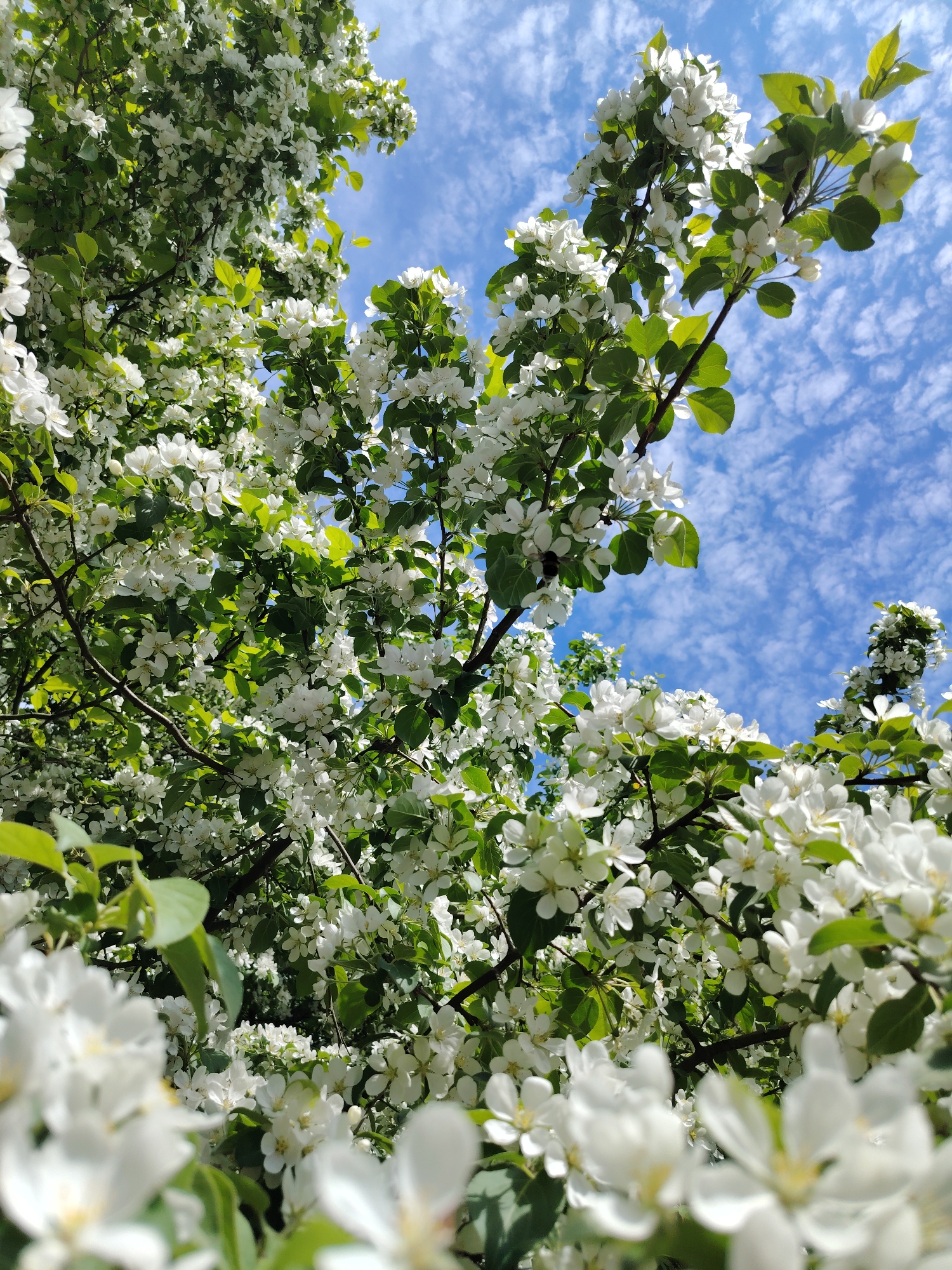 The image depicts a tree in full bloom, with abundant white flowers and green leaves, against a bright blue sky dotted with cirrocumulus clouds. The tree is likely an apple or similar flowering tree. The perspective is from below, looking up into the canopy, with some flowers appearing out of focus in the foreground. The location is likely the city of Chaikovsky, Russia.