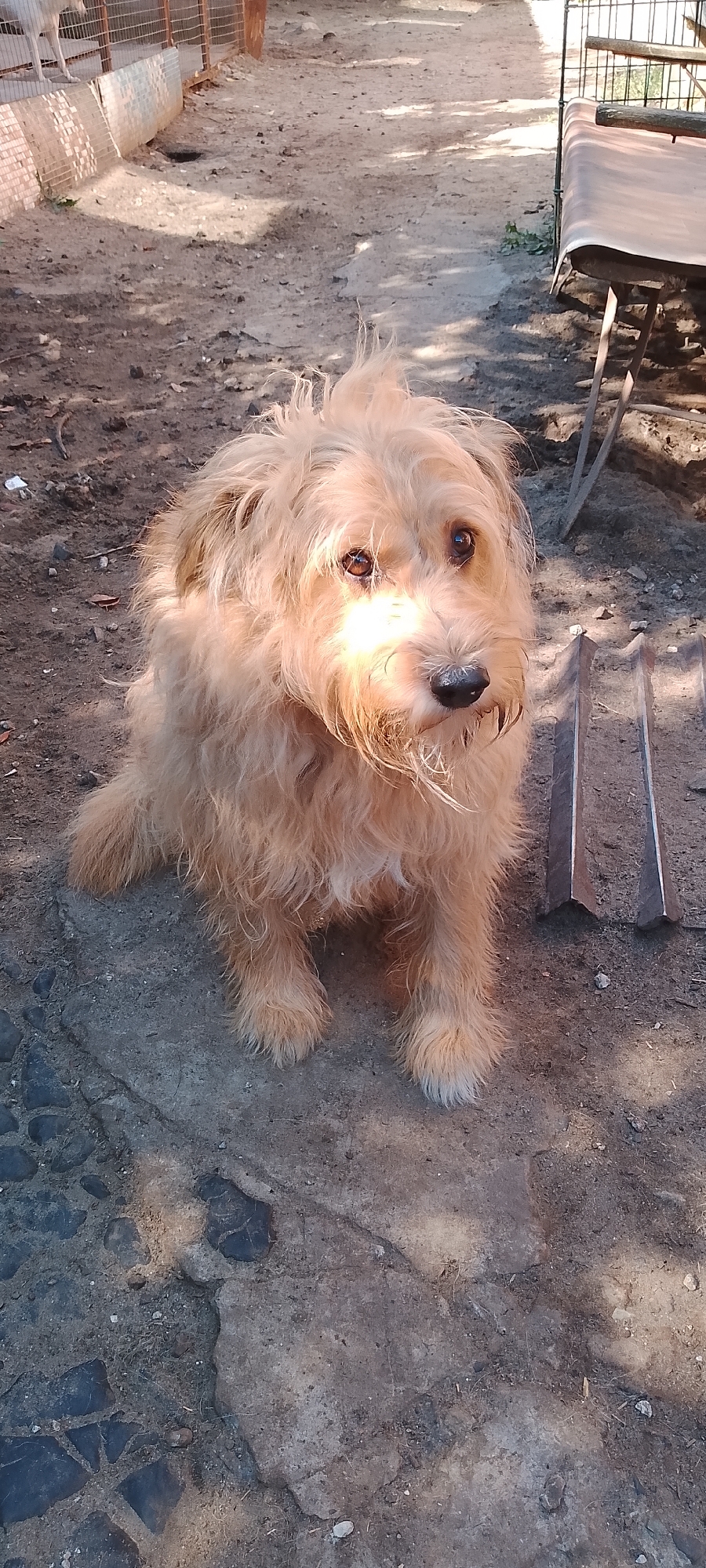 A medium-sized, light-brown, scruffy dog sits on a dirt and cobblestone surface in what appears to be an outdoor enclosure. The dog has shaggy fur and dark, expressive eyes. Sunlight casts shadows across the scene, highlighting the texture of the ground and the dog's fur. In the background, a metal fence and part of a cot are visible, suggesting an animal shelter or a similar facility. The environment is somewhat unkempt, with loose dirt, small stones, and dry vegetation scattered around. The image does not provide any information to determine the specific location within the city of Belgorod, Russia.