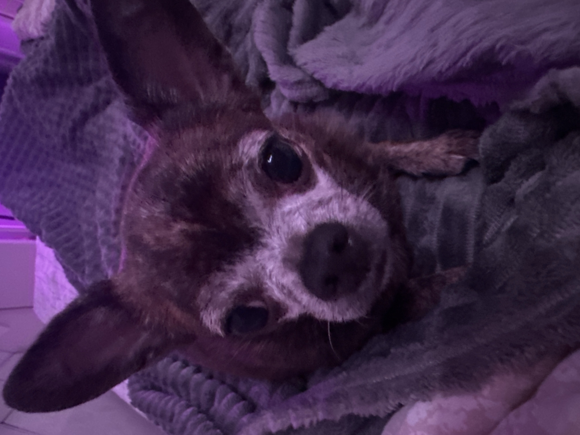 A small, brindle-patterned dog, possibly a Chihuahua, is positioned centrally within the frame, nestled deeply within a textured, soft, dark gray blanket. The dog exhibits a dark brown brindle coat with lighter, reddish-brown accents. Its muzzle, eyebrows, and areas around its dark, reflective eyes display white or gray fur, consistent with advanced age. Its large, pointed ears are erect and partially visible. A wet, dark nose is prominent. The dog is in a resting posture, with its head slightly raised, looking directly forward towards the viewer. One front paw is partially visible, resting on the blanket. The entire scene is illuminated by a strong, pervasive purple light source, casting a distinct hue over the dog's fur, the blanket, and the blurred background. The background suggests a domestic setting with hints of lighter-colored bedding or furniture, also affected by the purple illumination. There is no discernible visual information within the image to indicate its specific geographical location within the city of Мирный, Russia, or any other region.