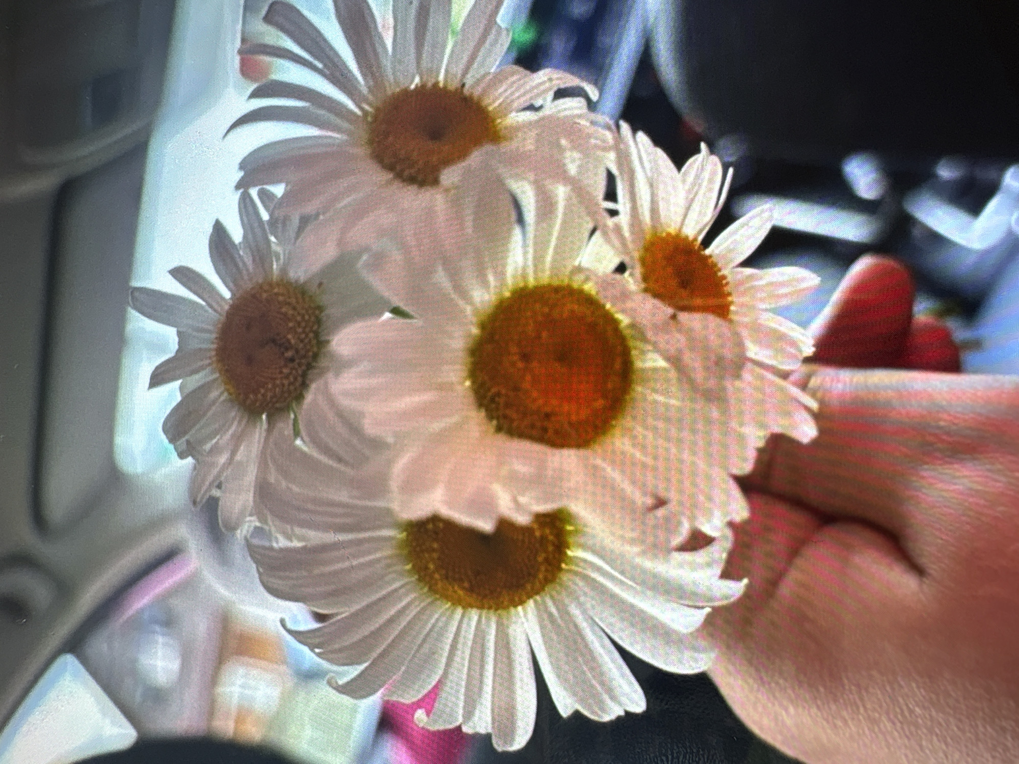 A close-up shot shows a bouquet of daisies being held by a person's hand. The daisies have white petals and yellow centers. The hand is pinkish-red, suggesting it might be a sunburn or a different skin tone. The background is blurry, with hints of a car interior, including a dashboard and a window with a light blue hue, possibly indicating it is daytime. The overall lighting is bright, suggesting an outdoor or well-lit indoor setting. The image appears to be taken in Batumi, Georgia. There is no visible text in the image.