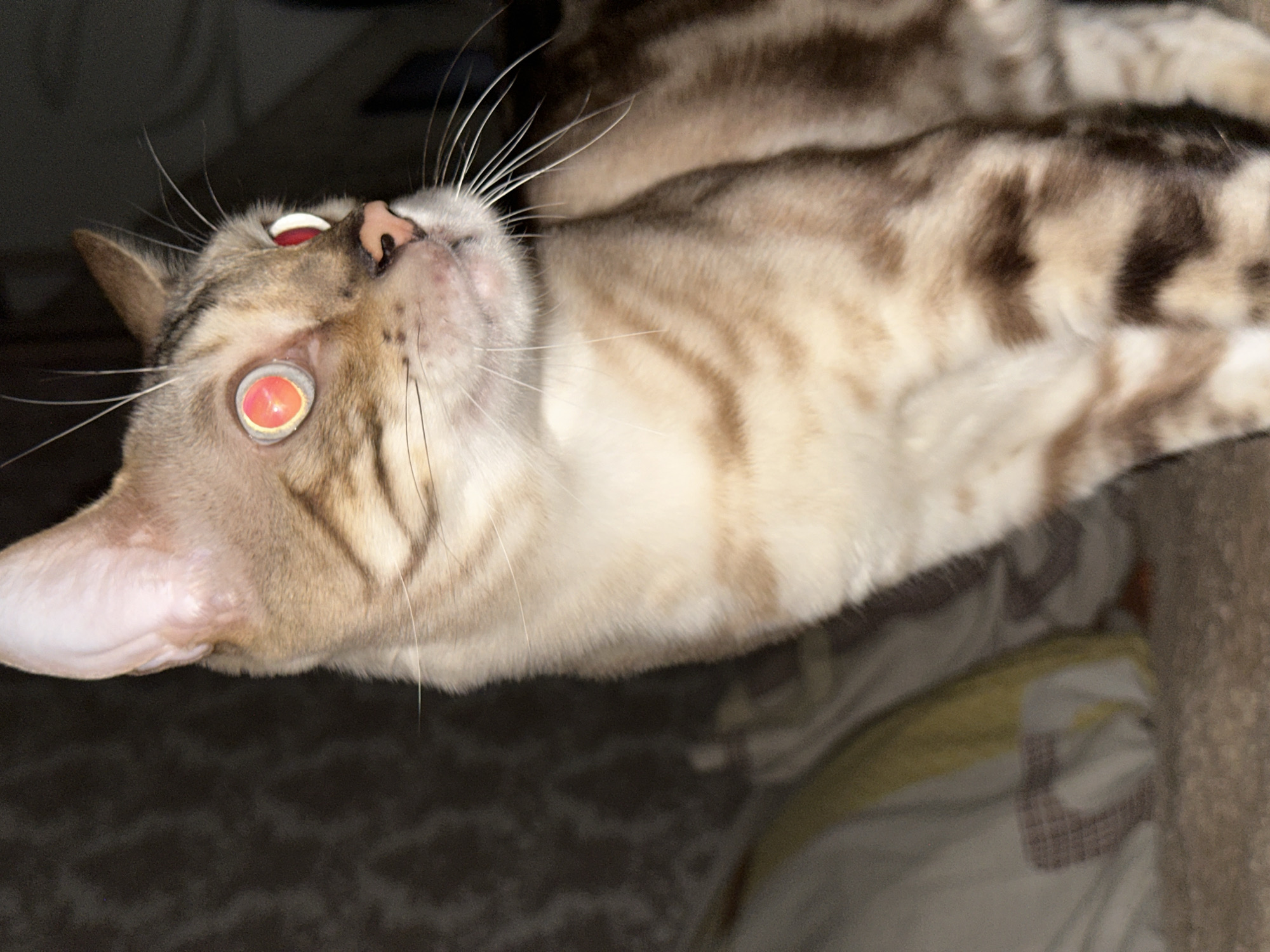 This is a close-up, vertically oriented, eye-level photograph of a light-colored cat with dark tabby markings. The cat is positioned on the right side of the frame, facing to the right and looking slightly upwards. Its eyes are wide open and reflect a bright reddish-orange light, indicative of flash photography. The cat's fur is short and appears to be a light tan color with distinct dark brown stripes and rosettes on its body and face. Its ears are pointed upwards, and its whiskers are long and prominent. The background is dark and out of focus, suggesting a dimly lit indoor environment. The area behind the cat appears to be a bed or sofa with textured bedding. No specific location within Energetik, Russia is identifiable from the image.