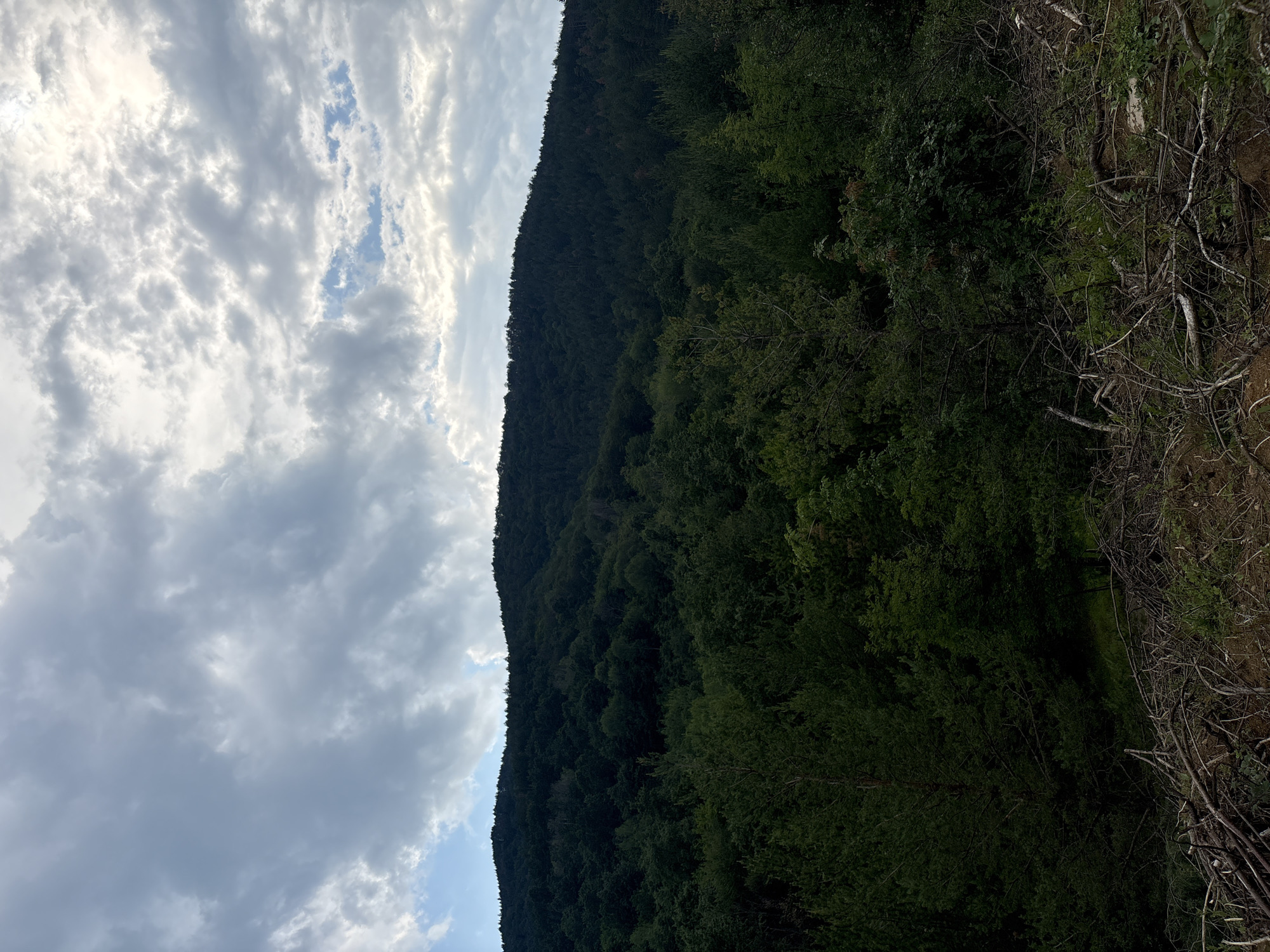The image depicts a forested landscape under a cloudy sky. In the upper portion, the sky is dominated by a mix of grey clouds, varying in density and brightness, with occasional patches of lighter blue sky visible, notably towards the left and upper right. A prominent, densely forested hill or mountain range extends across the mid-ground, presenting a dark green, nearly silhouetted tree line against the sky. Below this, a nearer section of the forest displays a rich canopy of various trees, including conifers and deciduous species, with individual tree forms more discernible. The foreground consists of an area of disturbed reddish-brown earth, extensively covered with numerous cut branches, logs, and twigs, indicative of recent logging or land clearing activity. Scattered green vegetation and undergrowth are interspersed among the woody debris. No people, animals, or specific actions are visible within the frame. The location is Unknown, Unknown.