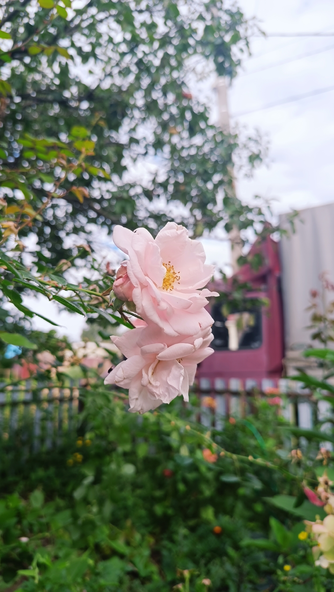 The image depicts a close-up of two light pink roses blooming on a bush. The roses are the primary focus, with their delicate petals and yellow stamens clearly visible. They are positioned in the foreground on the left side of the frame, with some green leaves and thorny stems surrounding them. In the background, out of focus, are elements suggesting an urban or suburban environment. These include a red structure, possibly a building or vehicle, a light-colored fence, and the indistinct shapes of trees and the sky. The overall impression is of a garden scene within a residential area, captured on an overcast day. The image does not contain any people or explicit actions. The location is specified as the city of Karsha, Russia, though this information is not visually discernible from the image itself.