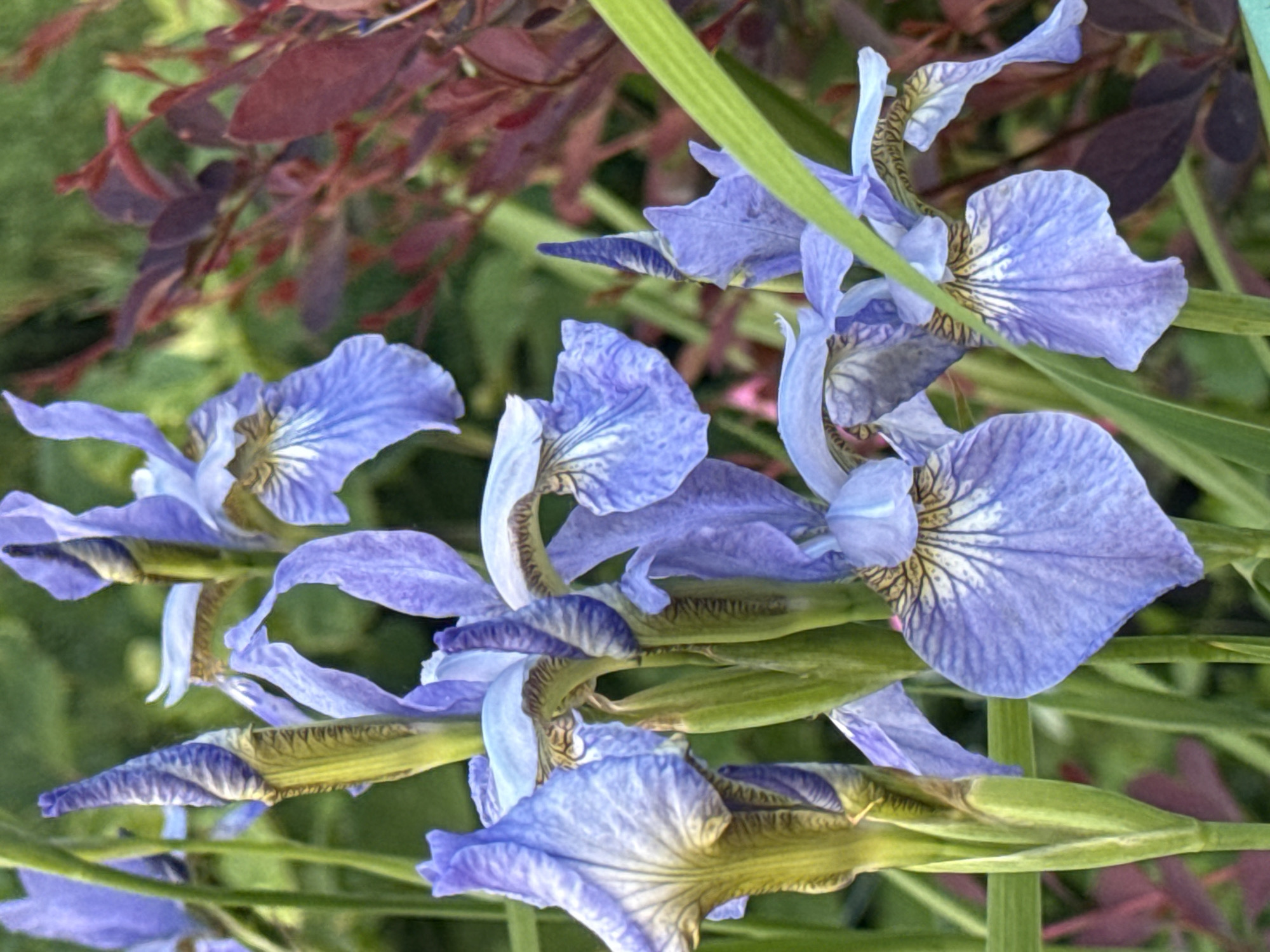 This close-up image captures a cluster of lavender-blue iris flowers in bloom on robust green stems. The flowers are the dominant subject, filling most of the frame and oriented diagonally. The background features blurred green foliage and distinct reddish-brown leaves, likely from a shrub, creating a soft, natural backdrop.
The setting is an outdoor garden or natural area in Chaikovsky, Russia, captured during daytime. The irises feature delicate lavender-blue petals, with the lower falls displaying intricate white vein patterns radiating from the center, transitioning to yellowish-green and brownish-green markings near the stem. Some blooms are fully open, showcasing their graceful forms, while others are partially unfurled or still in bud, indicating various stages of flowering.
Daytime lighting is soft, with no harsh shadows, suggesting either an overcast day or early morning/late afternoon light. The overall impression conveys natural beauty and garden tranquility. No people, man-made objects (beyond the implication of cultivation), or visible text are present in the image. The combination of irises and reddish foliage suggests a diverse and well-maintained garden environment.