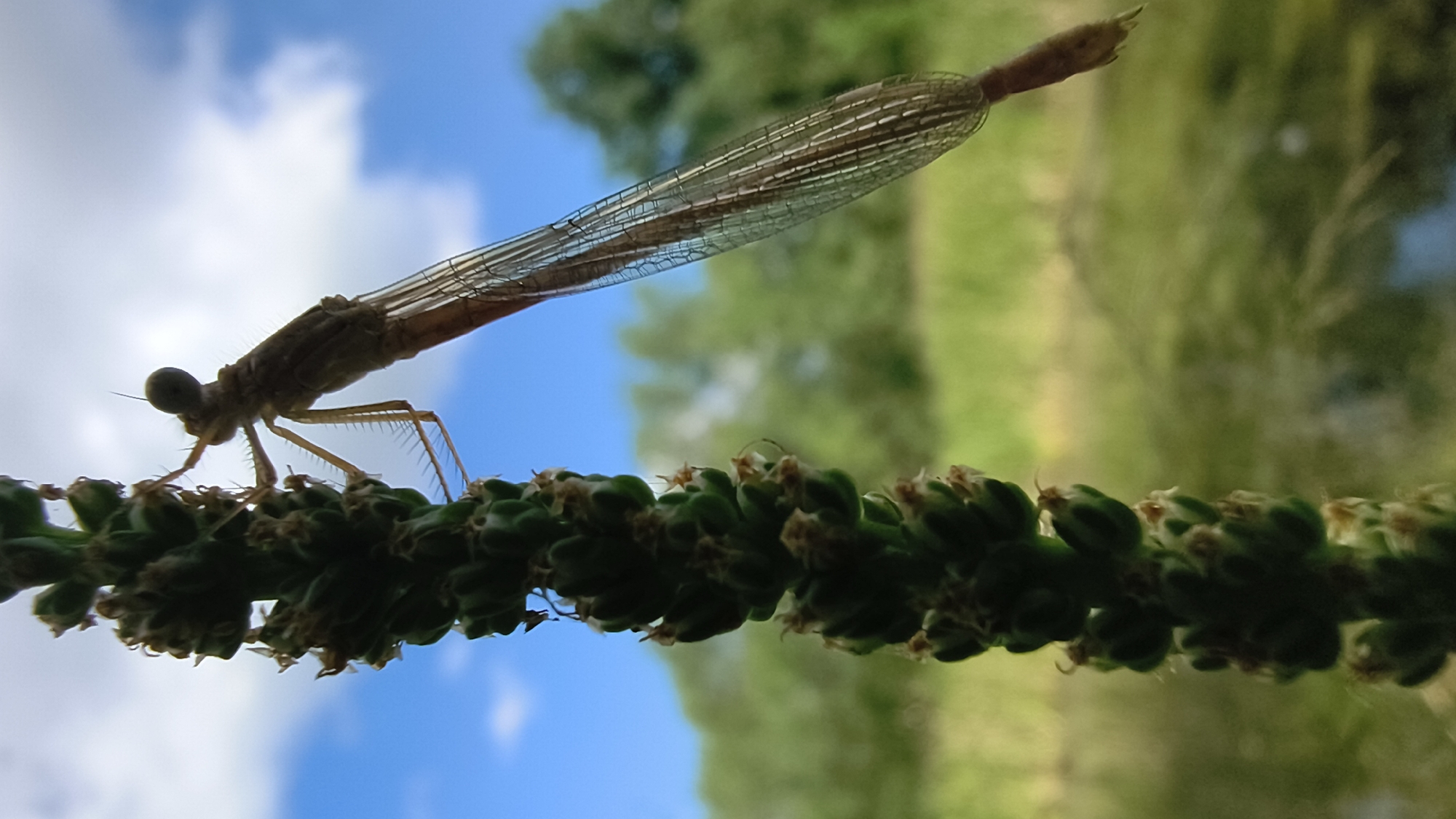 A close-up, low-angle shot shows a damselfly clinging to a tall, green, seed-bearing stalk. The damselfly is facing right, its slender, brown body and transparent, veined wings clearly visible against a blurred background of green foliage and a blue sky with white clouds. The stalk, on the left side of the frame, is covered in small, dark green buds. The scene suggests a natural outdoor environment, possibly a park or natural area in Mikhaylovka, Russia, given the context of the request. There are no people or specific urban features visible.