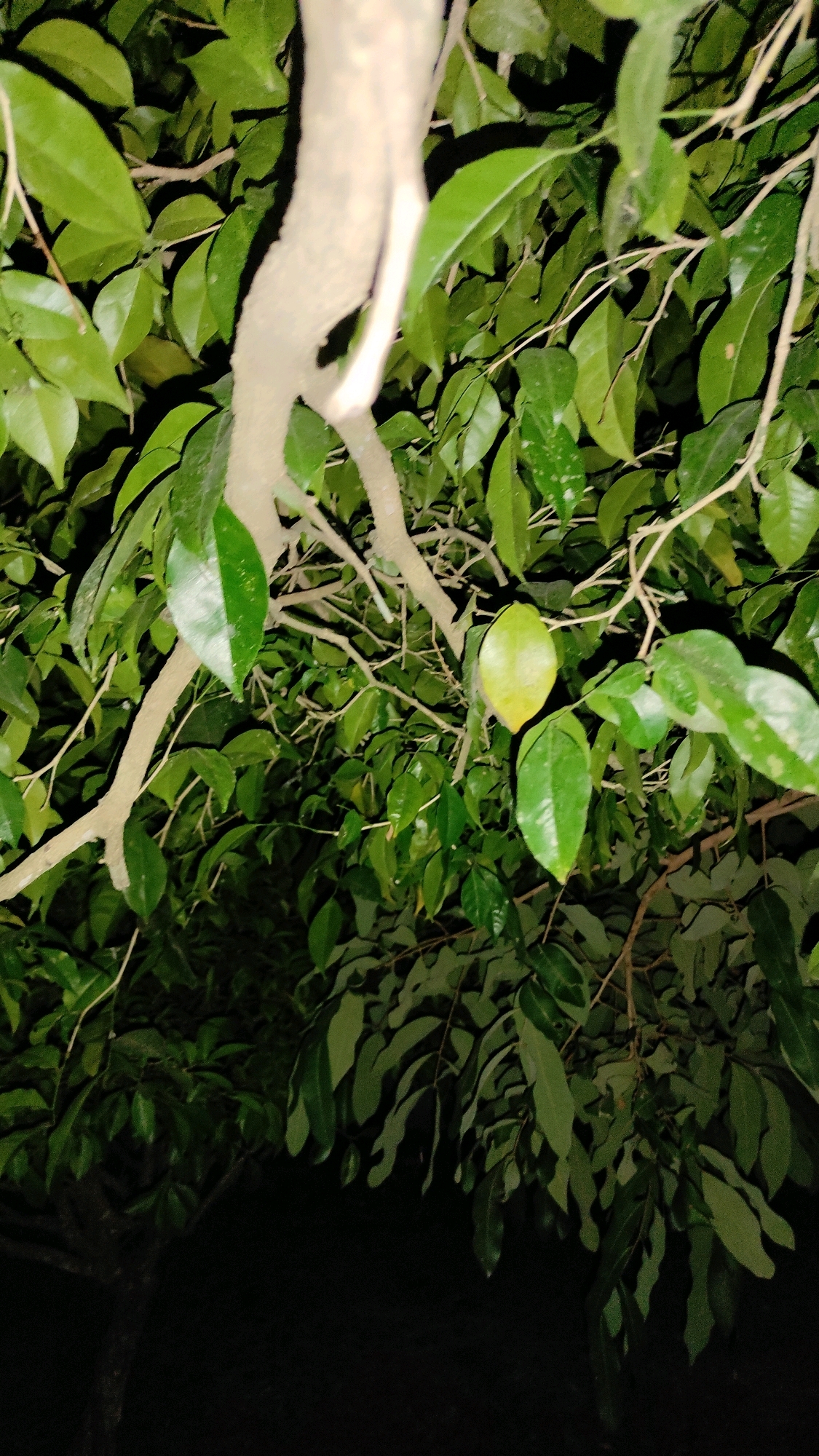 A close-up shot shows the trunk and branches of a tree with dense green leaves at night. The trunk is light brown and has an irregular shape, with one section appearing to be two branches growing together. The leaves are various shades of green, some with yellow or white spots. The background is dark and out of focus, suggesting a night setting. The overall scene is natural and likely outdoors. The image does not contain any people or specific structures that would indicate a precise location within Tanjungan, Indonesia.
