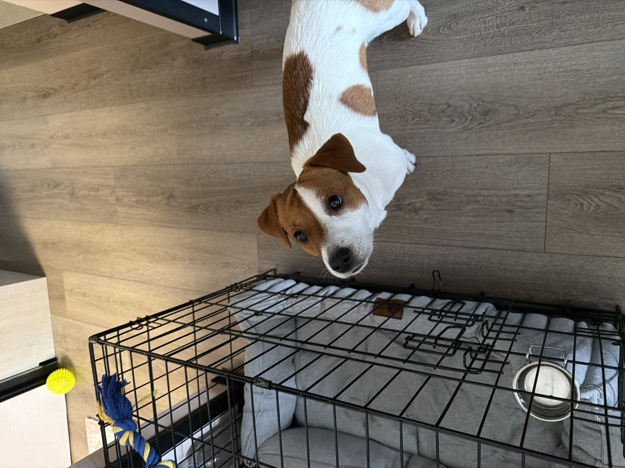 A dog is looking up at the camera next to a black metal dog crate. The dog is a Jack Russell Terrier with white fur and brown patches. The crate is open, and a dog bed with a gray cushion is visible inside. A metal water bowl is attached to the side of the crate. A rope toy with blue and yellow stripes is lying on top of the crate. A yellow ball is visible in the background to the left of the crate. The floor is made of light brown laminate wood. The scene appears to be indoors, likely in a residential setting. There is no indication that this scene is located in Moscow, Russia.