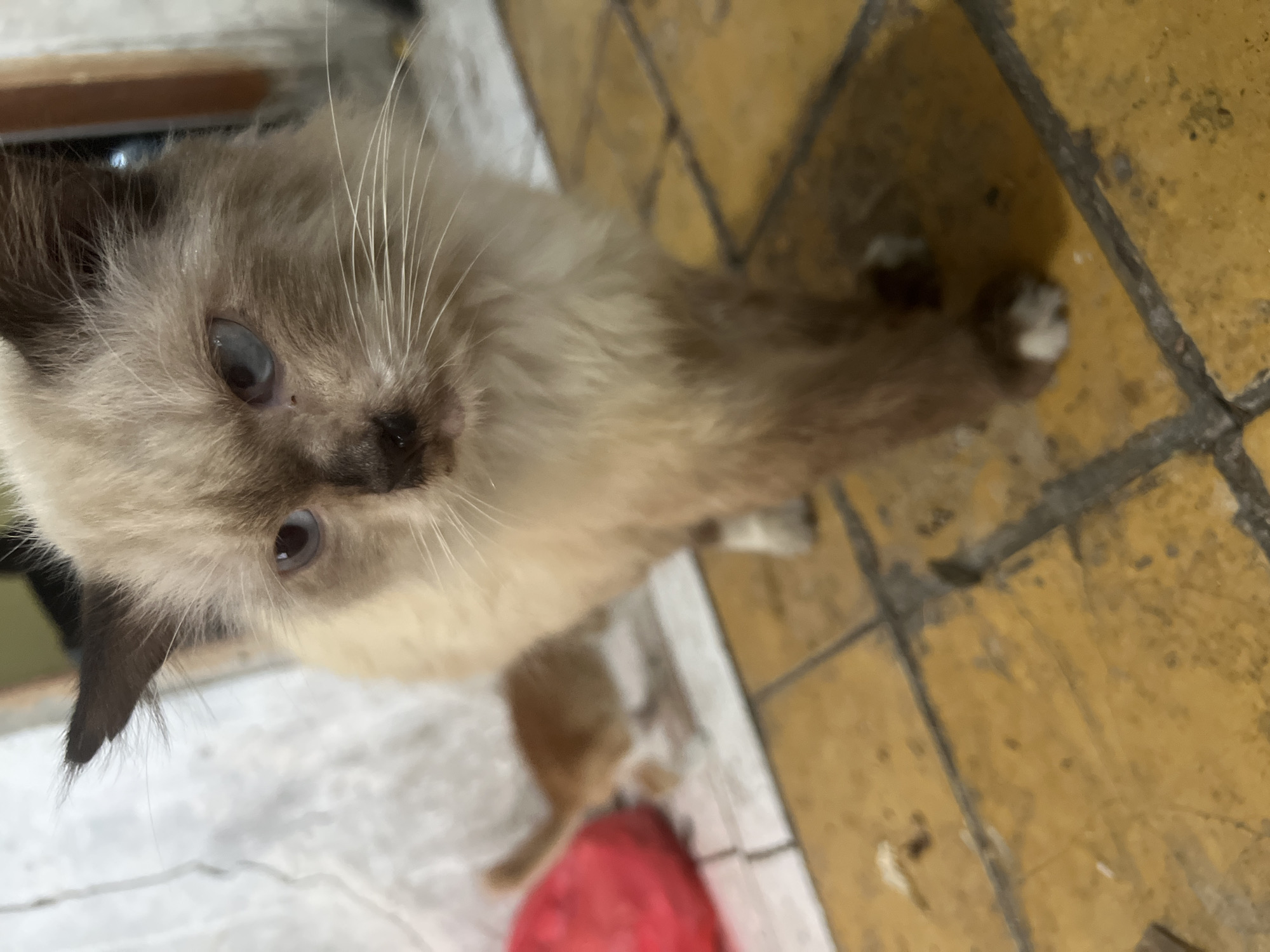 An adult Siamese cat with blue eyes and dark brown ears stands facing the camera, its fur a mix of cream and brown. The cat is positioned in the foreground, on a floor tiled with yellow squares and dark grout. To the left and slightly behind the adult cat, a small, orange kitten is visible, facing away from the camera. The kitten's tail is curved upwards. A blurred red object, possibly a toy or cushion, is to the far left of the frame. The background consists of a textured, light-colored wall. The scene appears to be indoors.