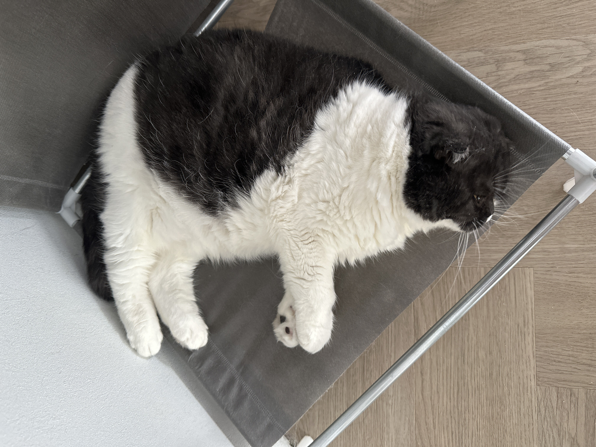 A black and white cat is lying in a gray mesh pet bed. The bed has a metal frame and is located on a light-colored wood floor. The cat is mostly white with a large patch of black on its back and head.