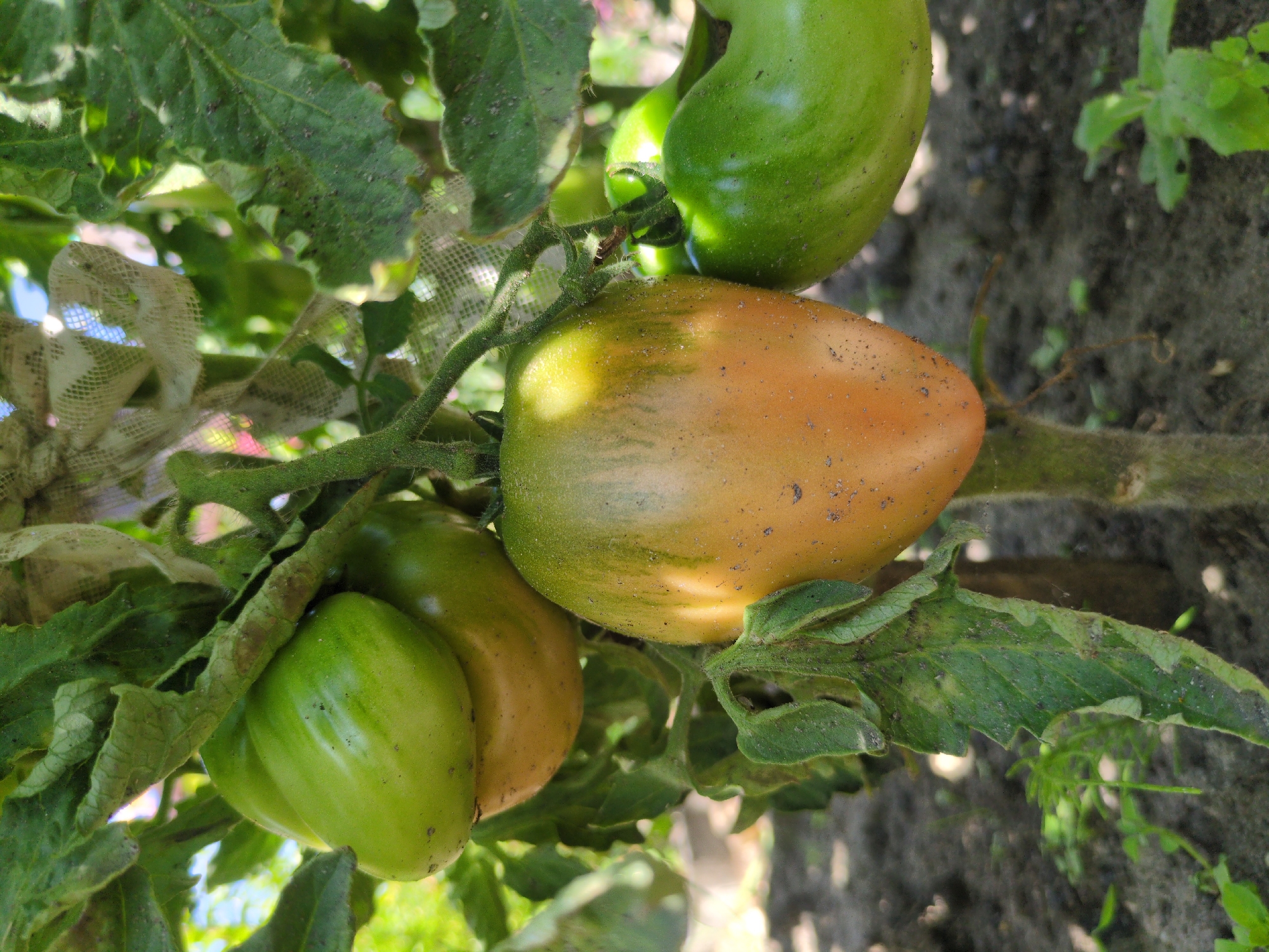 A close-up, eye-level, outdoor shot shows a cluster of unripe tomatoes hanging from a vine in a garden in Kulebaki, Russia. The tomatoes vary in color, with some being a bright green and others showing a blush of orange and yellow, indicating they are beginning to ripen. The vine is thick and green, with several leaves, some of which appear to be slightly damaged or diseased. A white mesh netting is draped over some of the leaves and tomatoes, possibly to protect them from pests or birds. The ground beneath the vine is dark soil with some green vegetation growing through it. The lighting suggests it is daytime with sunlight filtering through the foliage, creating shadows and highlights on the tomatoes.