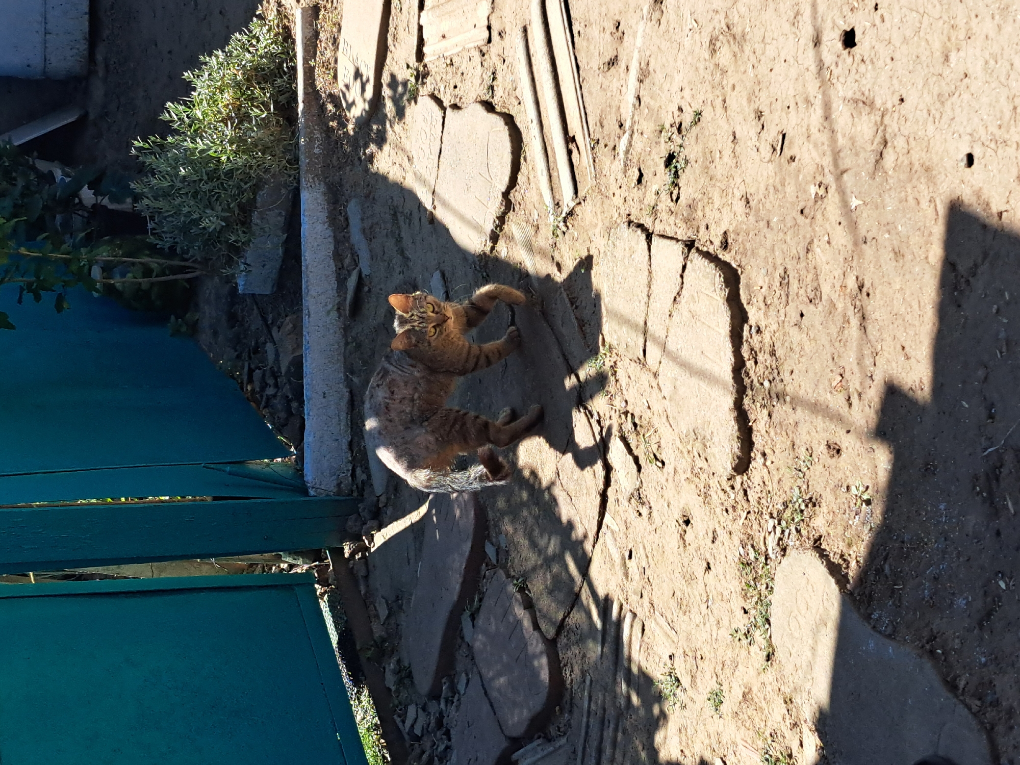 In Vypasne, Ukraine, a tabby cat with green eyes walks on a pathway made of irregular stone slabs. The cat is facing left, with its body angled slightly towards the camera, and its tail is extended. The pathway is surrounded by dry, cracked earth with sparse green weeds. In the background, a teal-colored wooden gate is partially open, revealing shadows and some foliage behind it. The scene is illuminated by direct sunlight, casting strong shadows across the ground. To the right of the pathway, there are stacked wooden planks and a low-lying bush. The overall environment suggests an outdoor, possibly rural or suburban, setting.