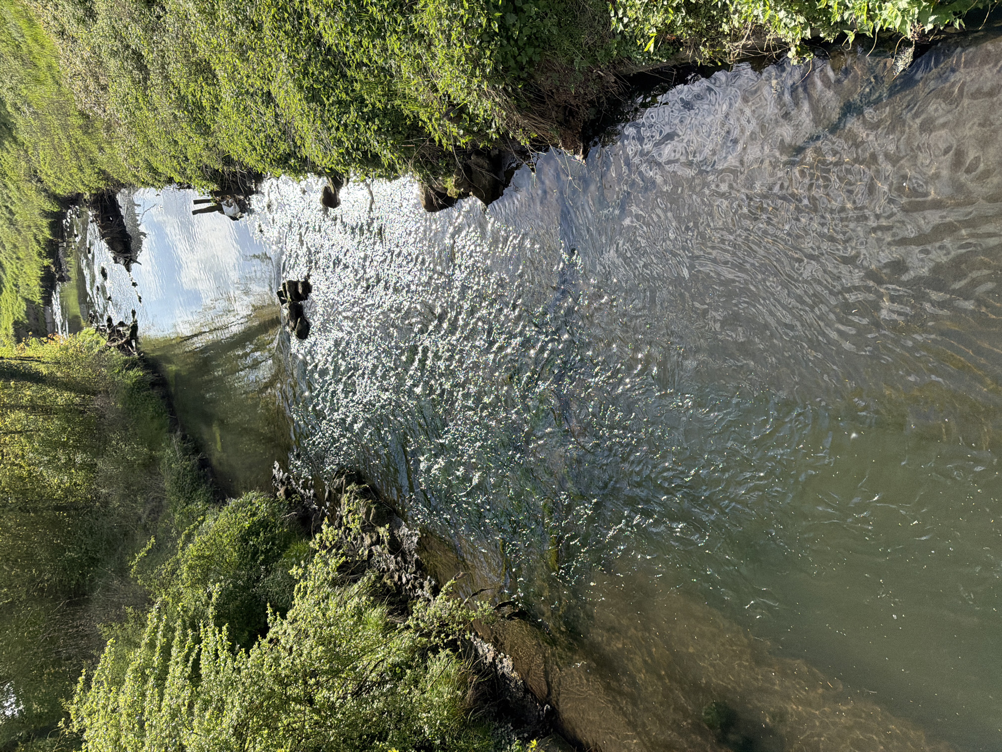 This image, taken in Esch-sur-Alzette, Luxembourg, captures a narrow river or stream from an elevated vantage point, likely a bridge or high bank. The scene is oriented vertically, with the waterway meandering through dense, green vegetation that flanks both banks.
**Subjects:** The primary subject is the river, which displays a mix of calm, reflective surfaces and areas agitated by current and sunlight. The water has a greenish-brown tint, and in some shallower sections, the riverbed is faintly visible. The banks are richly vegetated with various shades of green foliage, including bushes, shrubs, and possibly some small trees. Several pieces of submerged wood or debris are present near the banks in the water. The clear sky is reflected in the calmer parts of the river.
**Activity or event taking place:** The river's water is flowing, creating ripples and sparkling reflections as bright sunlight hits its surface. The overall activity is the natural movement of a waterway through its environment.
**Notable details:** The time of day appears to be during daylight hours, characterized by bright, clear sunlight that casts strong reflections and glints on the water. The weather is sunny with no visible clouds. The dense, wild vegetation on the banks suggests a natural, undeveloped setting within the specified location. The light creates a dynamic texture on the water's surface. The absence of human activity emphasizes the natural tranquility of the scene.
**Visible text:** There is no visible text in the image.