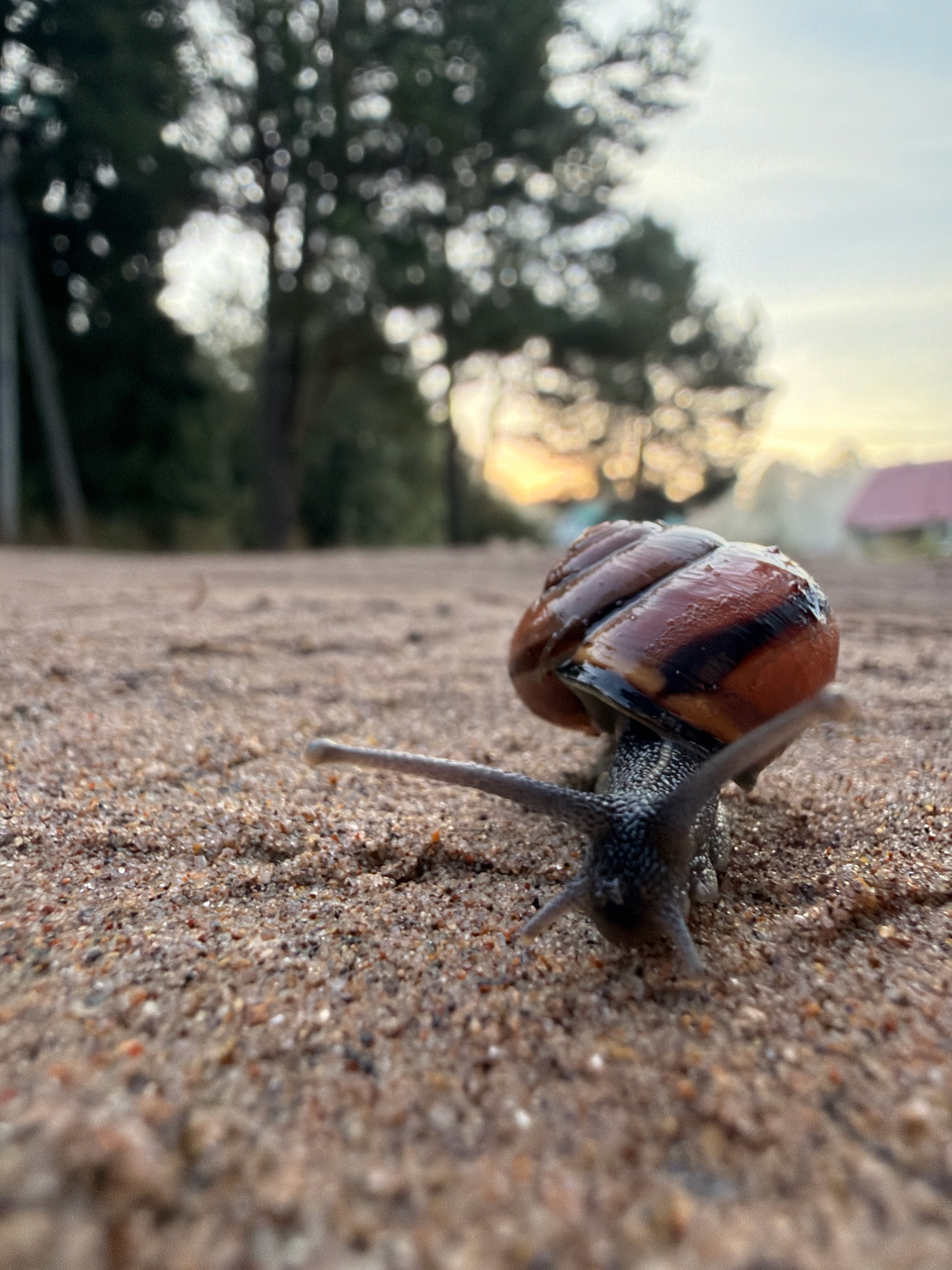 A snail with a brown and black shell moves across a sandy surface. The snail's body is dark gray and textured, with two eyestalks extended forward. In the background, blurred trees are visible against a soft, hazy sky, suggesting either sunrise or sunset. The environment appears to be outdoors, possibly in a natural setting or a park area within the city of Chaikovsky, Russia, given the context. There are no people or any other visible subjects or interactions. The sandy ground occupies the foreground and mid-ground, with the snail as the primary focal point.