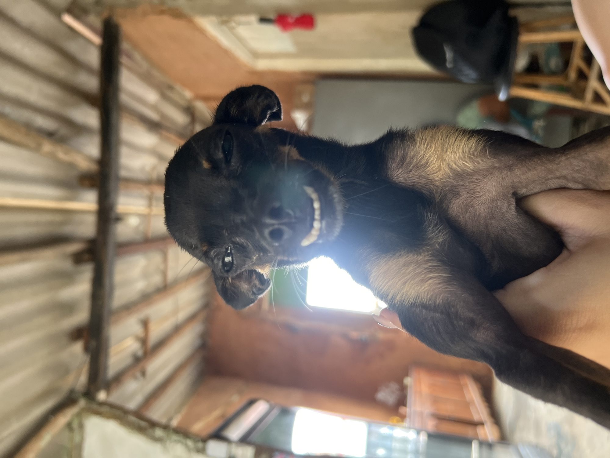 A close-up, eye-level shot captures a small, dark-colored dog being held by a hand. The dog is looking directly at the camera with a wide, toothy grin, its eyes partially closed. Its ears are perked up, and its fur is a mix of black and tan. The background is softly blurred, showing an interior scene with wooden beams on the ceiling, a window, and some furniture. A red object is visible on a door in the background. The lighting is bright, with a noticeable lens flare obscuring part of the dog's face. The image appears to be taken in an informal setting, possibly a home in Juan Griego, Venezuela.