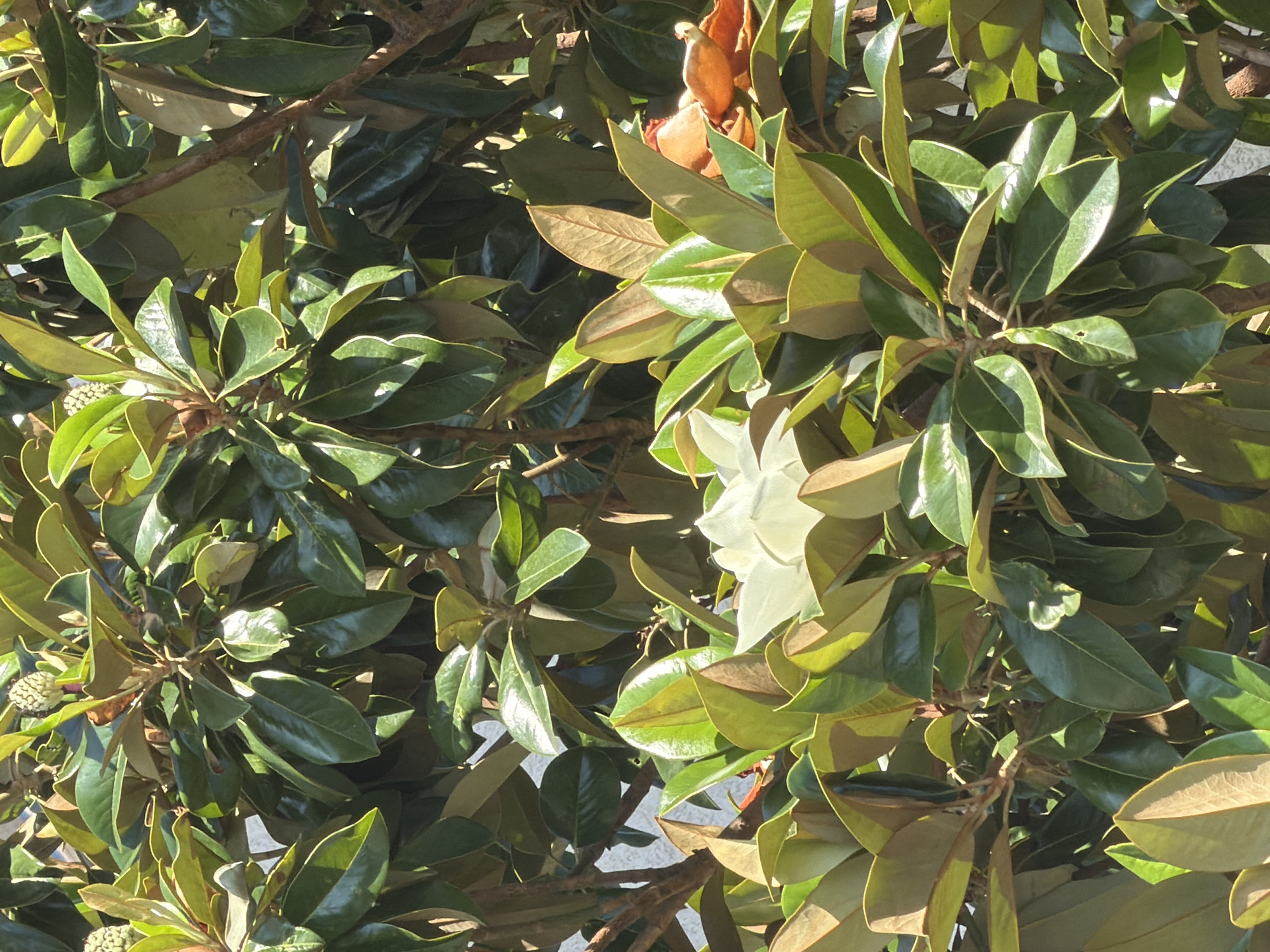 The image captures a close-up view of a magnolia tree in Budva, Montenegro. The tree is laden with lush, green, leathery leaves, many of which are glossy and reflect the sunlight. In the center of the frame, a single white magnolia flower is in bloom, its petals slightly unfurled. The flower is surrounded by a dense arrangement of leaves, some of which have a reddish-brown tint, suggesting they may be older or in the process of changing. Two unopened magnolia buds, appearing fuzzy and elongated, are visible towards the top of the frame. The background is a soft blur of green foliage and hints of brown branches, with a light-colored, textured surface, possibly a wall, faintly visible behind the leaves on the left side. The lighting suggests it is daytime, with dappled sunlight creating highlights and shadows on the leaves and petals.