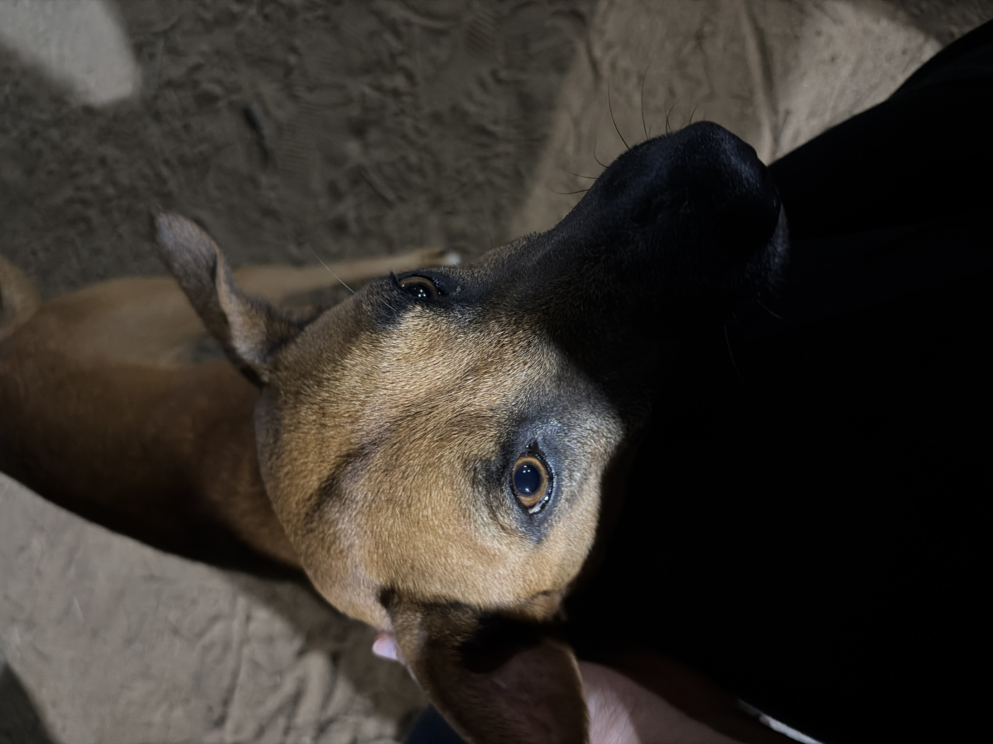 A medium-sized, short-haired, tan-colored dog with a black nose is seen in close-up. The dog is lying down on what appears to be a beige or sandy surface. Part of a person's black-clad torso is visible on the right side of the frame, obscuring part of the dog's face. The dog is looking upwards with a slightly tilted head, and part of a hand is touching the dog's ear. The lighting is dim and uneven. There is no specific information in the image to indicate that the scene is located in Ciudad Guayana, Venezuela.