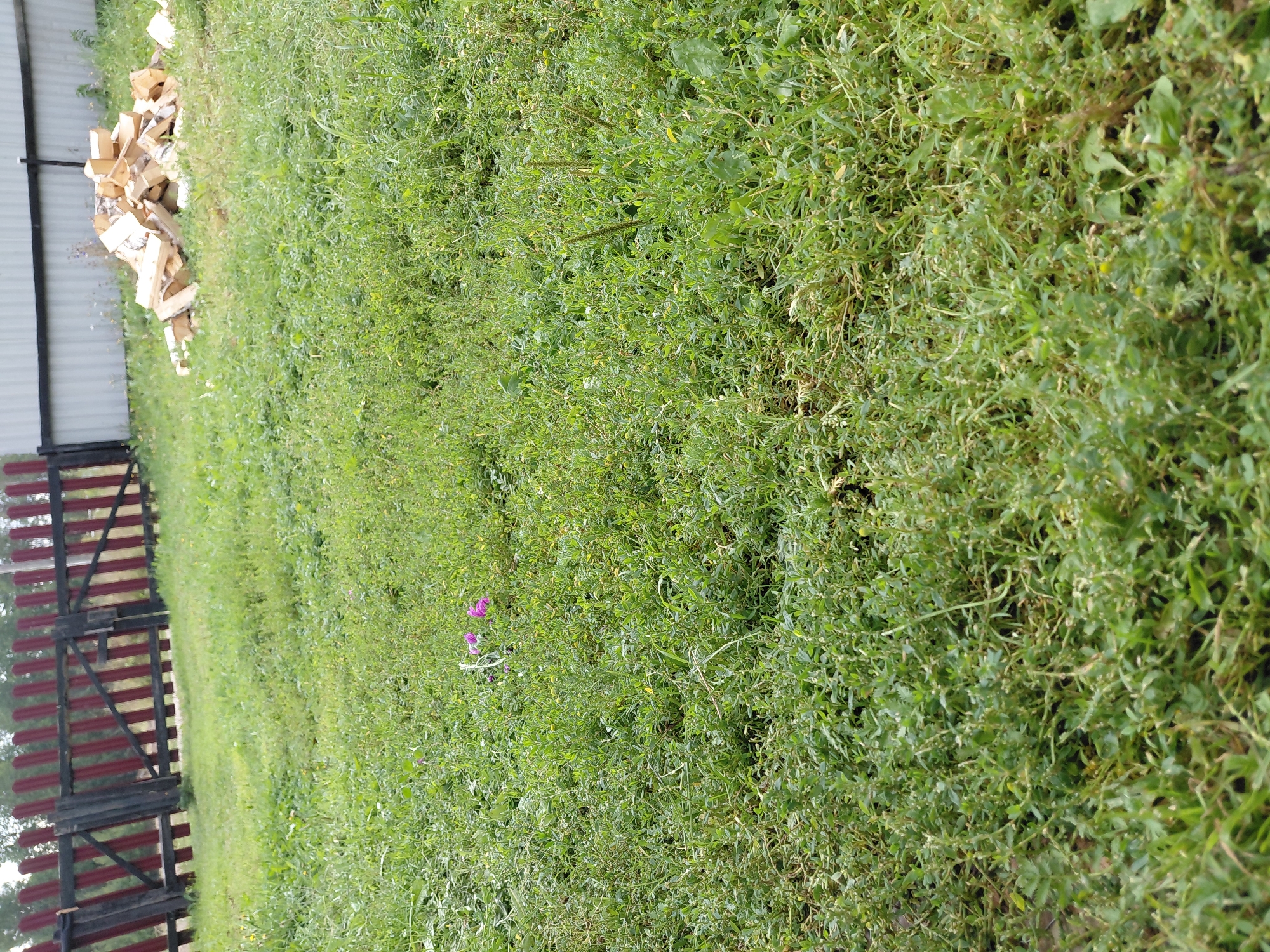 The image depicts a grassy yard in Malinovka, Russia. A wooden fence, painted red and black, runs across the background. To the right of the fence, a pile of chopped firewood is visible. The foreground is dominated by a thick carpet of green grass and other vegetation. Two small purple flowers are present in the middle ground of the lawn. No people are visible in the scene.