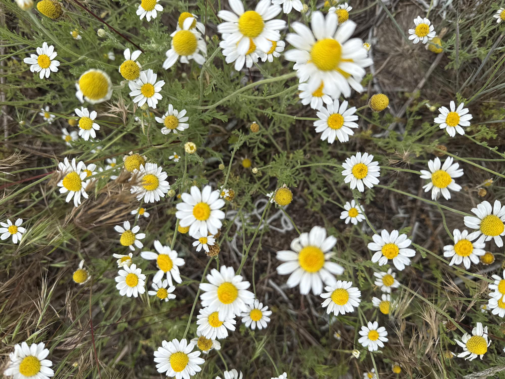 The image displays a close-up view of a field of white daisies with yellow centers, interspersed with dry grass and green foliage. The daisies are of varying sizes and are captured from a top-down perspective. Some of the daisies are in full bloom, while others appear to be buds or have faded petals. The overall impression is one of a natural, outdoor setting. The specific location in Rakivka, Ukraine, is not visually discernible from the image itself.