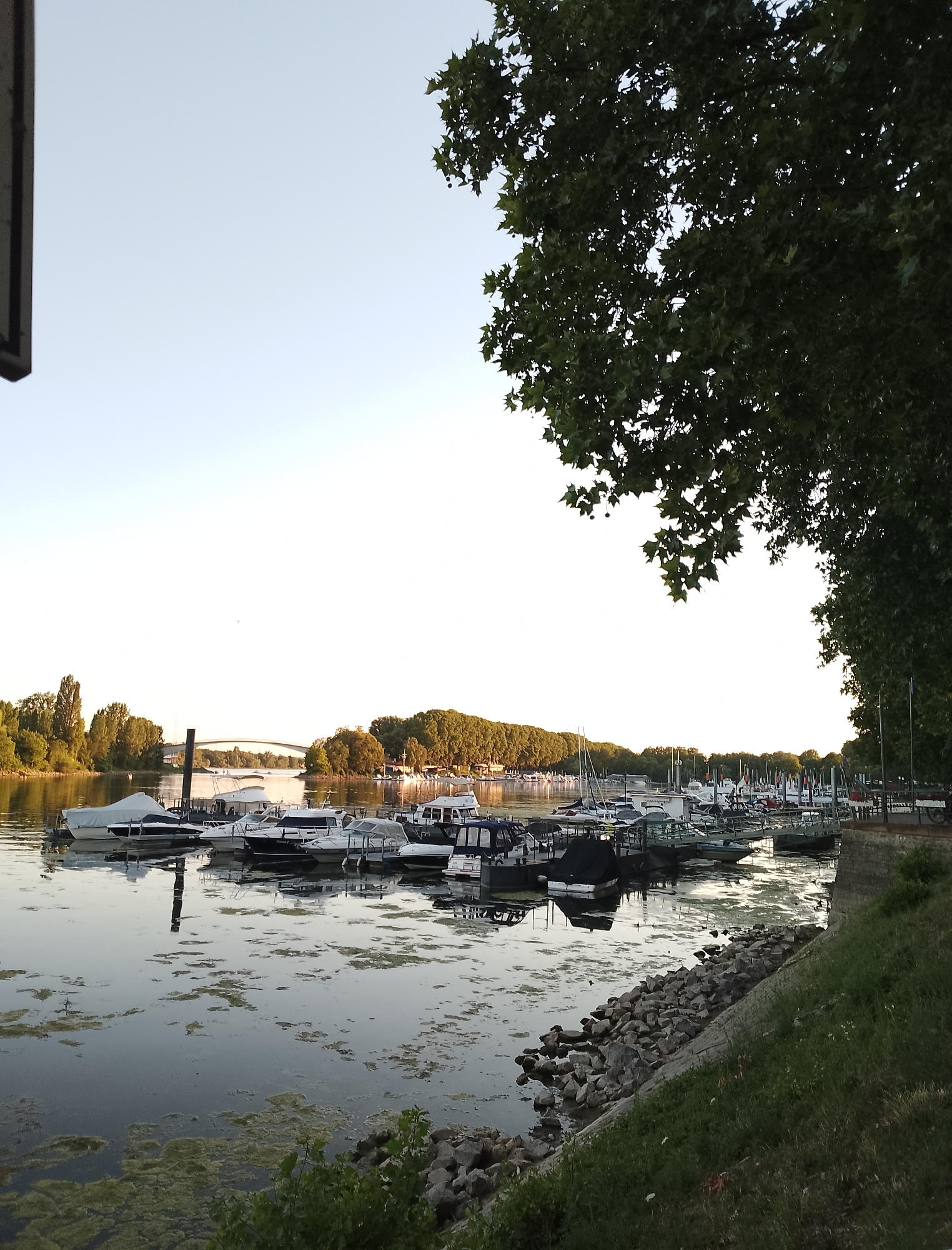 A wide-angle, eye-level, outdoor, daytime, full shot captures a serene river marina at dusk. In the foreground, the calm water is partially covered with scattered green algae. A line of boats of various sizes is docked to the left, their reflections shimmering on the water's surface. The boats are mostly white with some dark hulls and covers. A single tall black pole stands prominently in the water near the boats. The midground shows a dense line of lush green trees along the riverbank, with a distinct bridge arching gracefully across the horizon in the distance. The sky is a clear, pale blue, transitioning to white towards the horizon. On the right side of the frame, the edge of a grassy embankment slopes down towards the water, adorned with a rough stone wall. The branches of a large tree with dark green leaves overhang the scene from the top right corner, casting subtle shadows. The overall atmosphere is peaceful and tranquil.