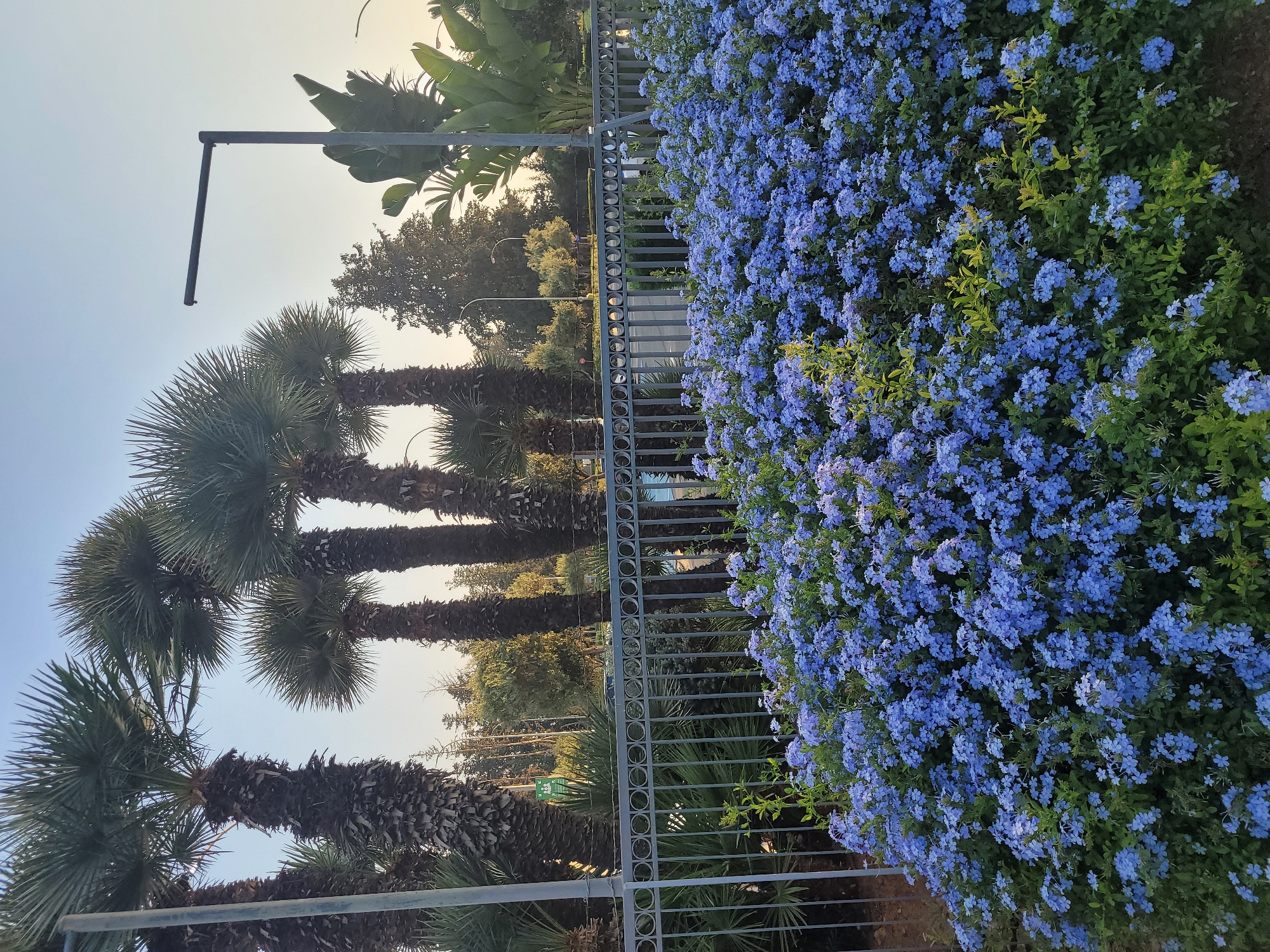 This image, taken in the city of Trachoni, Cyprus, captures a vibrant scene of nature juxtaposed with urban elements. In the foreground, a dense bush of vivid blue flowers, likely plumbago, dominates the frame, creating a lush carpet of color. Behind the flowers, a metal fence with a circular pattern serves as a barrier. Beyond the fence, several tall palm trees with rough, segmented trunks stand against a clear, pale sky. Interspersed with the palm trees are other types of foliage and vegetation, including broad-leafed plants and a lone streetlamp with a dark pole. In the background, more trees and a road are visible, suggesting the proximity of an urban environment. The overall lighting indicates it is either early morning or late afternoon, with a soft, diffused light casting a gentle glow on the scene. No people are present in the image.