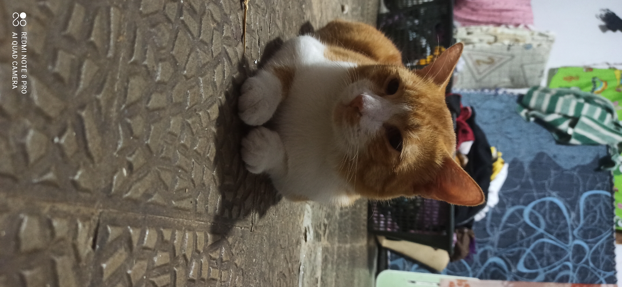 A ginger and white cat is sitting on a patterned concrete floor. The cat is facing forward with its paws tucked beneath it. In the background, there are laundry baskets filled with clothes and various pieces of fabric hanging on the wall. The scene appears to be indoors, possibly in a residential setting. The watermark at the bottom of the image indicates it was taken with a Redmi Note 8 Pro AI Quad Camera. There is no information about the specific location within Sedati Agung, Indonesia.