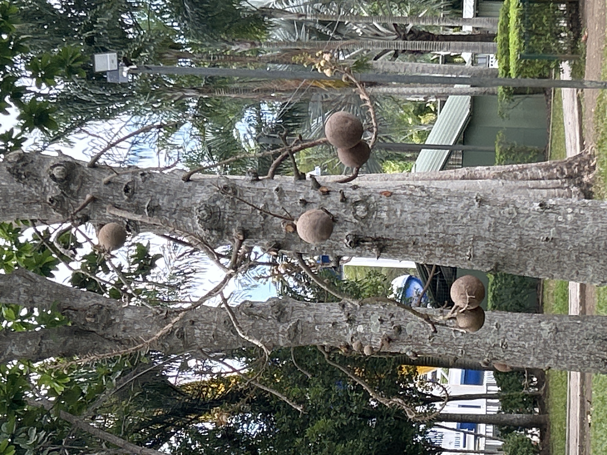 The image depicts a close-up view of several cannonball trees in a park-like setting, with their distinctive large, spherical fruits hanging from branches. The trees have textured, gray bark and are surrounded by lush green foliage and other tropical vegetation, including palm trees. In the background, there are some buildings with green roofs and white walls, as well as a lamppost. The ground is covered in grass and a paved pathway. The scene appears to be a public outdoor space, possibly a botanical garden or park. It is not possible to determine the specific location within Tanubada, Papua New Guinea, based on the visual information provided. There are no people or animals visible in the image.