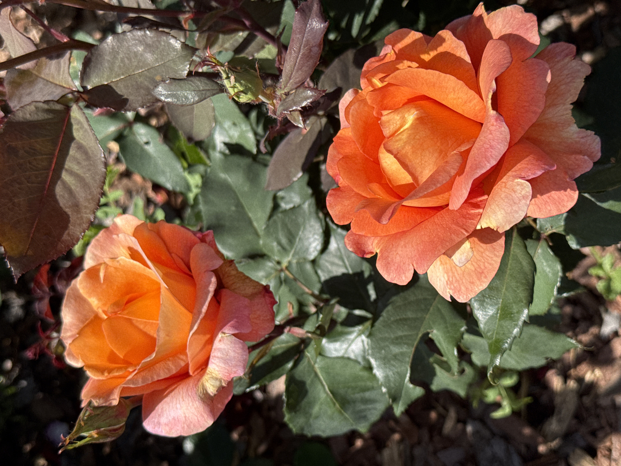 A close-up, high-angle shot captures two blooming orange roses with pink undertones, nestled amongst dark green leaves and some reddish-brown foliage. The roses, with their layered petals, are the primary subjects, bathed in natural sunlight that highlights their delicate textures and creates soft shadows. The background consists of the rose bush's leaves, some appearing slightly wilted or aged, and a dark, earthy ground, possibly mulch or soil, with hints of dappled light filtering through. A small, unopened rose bud is also visible, surrounded by thorny stems and leaves, suggesting the natural growth cycle of the plant. The lighting and the lushness of the foliage indicate a daytime scene, likely in a garden setting. No people, text, or specific location cues for Saint Petersburg, Russia are discernible. The overall mood is one of natural beauty and tranquility.