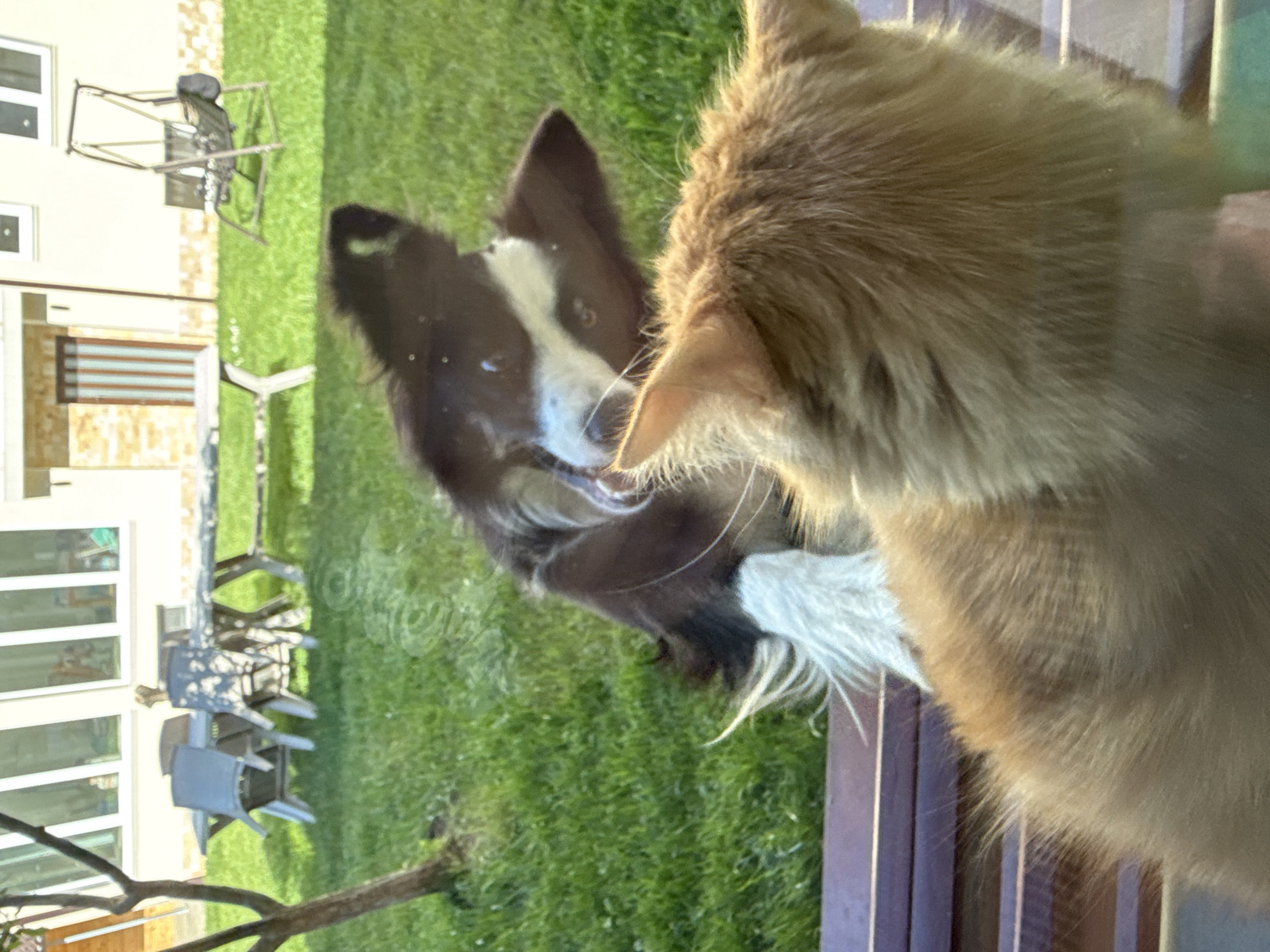 The image shows a Border Collie dog looking in through a window at a tan cat. Outside the window, there is a green lawn, a patio set, a swing set, and a house with white trim. The location is likely Berkovitsa, Bulgaria.