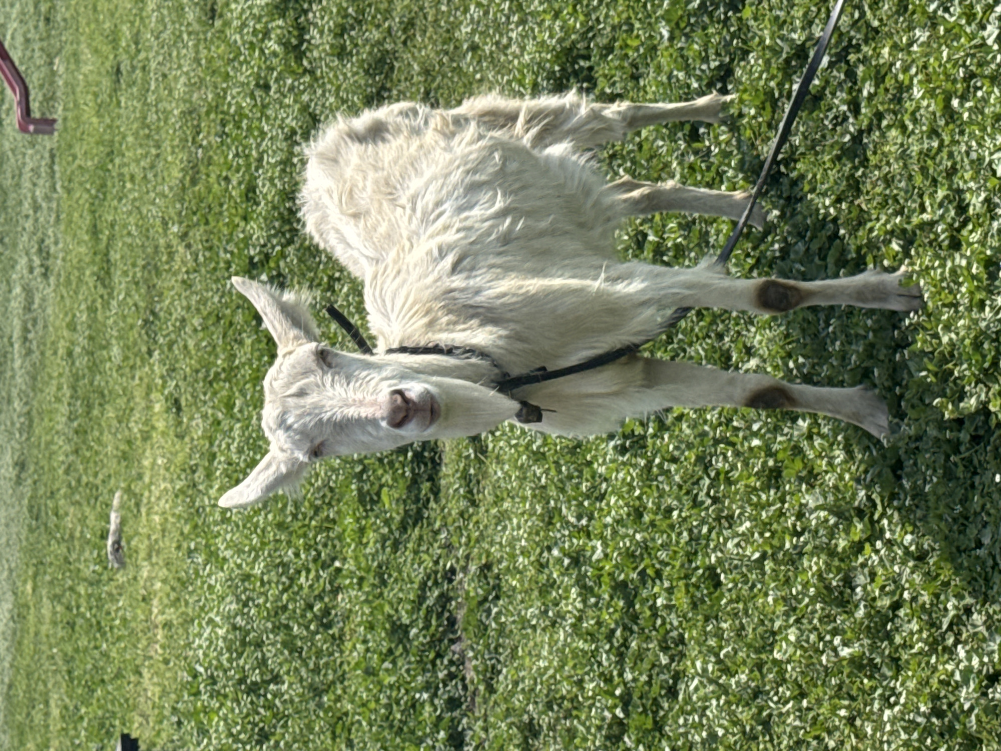 A single, light-colored goat stands in a field of green vegetation. The goat has a black collar and leash attached. The environment appears to be grassy. The location is Tsenovo, Bulgaria.