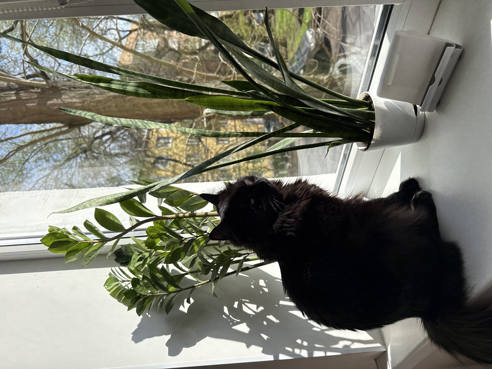 A long-haired, black cat is sniffing a ZZ plant on a white windowsill. A potted snake plant is also on the windowsill. Outside the window, a tree and a building can be seen. This image was taken in Rostov-on-Don, Russia.