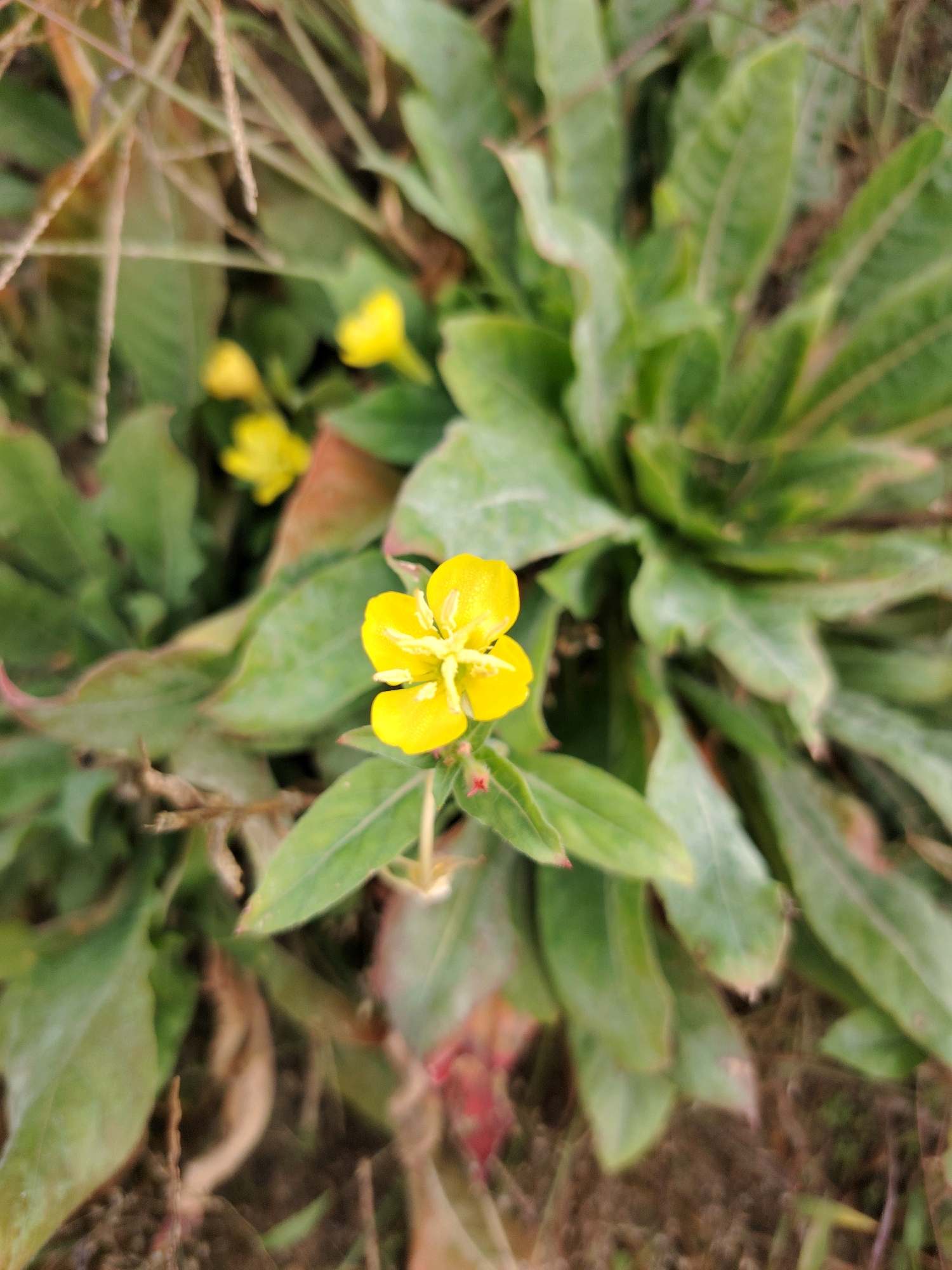 In an outdoor, natural environment, a single, bright yellow flower with four petals is in sharp focus, centrally located within the frame. The flower exhibits a star-like shape with delicate, wispy stamens visible in its center. Surrounding the prominent flower are numerous green, lance-shaped leaves, some of which are slightly curled or pointed. In the background, other smaller, out-of-focus yellow flowers are visible, as are elements of dry grass and brown earth. The overall impression is of a close-up shot of a blooming plant in a somewhat wild setting. The image was captured in Unknown, Unknown.