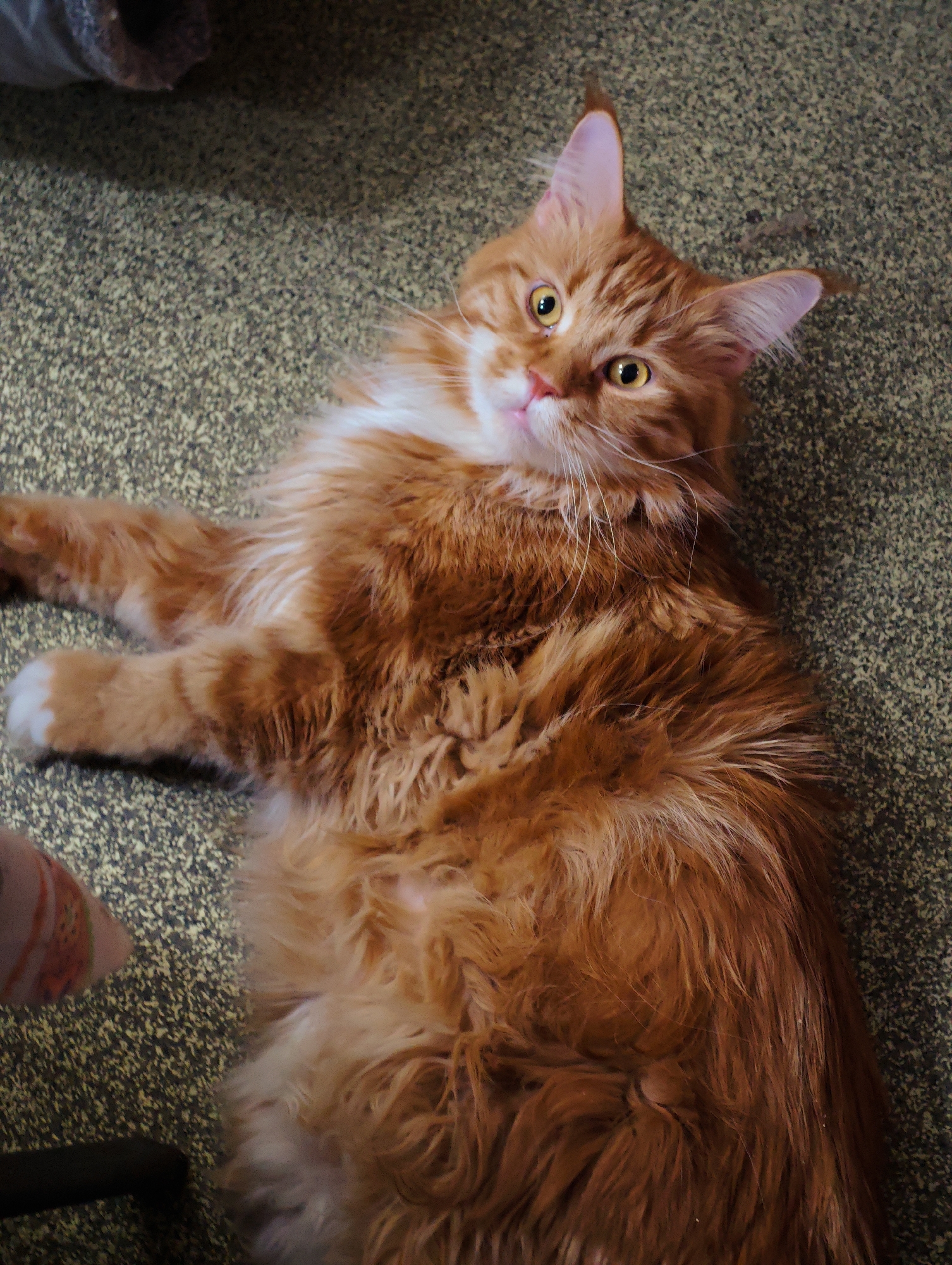 The image shows a close-up, overhead view of a large, fluffy, orange tabby cat lying on its back on a textured, speckled green-gray carpet. The cat has a white bib and white paws, and its eyes are open and yellow. The cat's tail is not visible in the frame. There is a hint of a pink and patterned object in the bottom left corner, possibly a cushion or a toy. The lighting appears to be artificial and somewhat dim. The scene is indoors. The image does not contain any information about the city of Abakan, Russia.
