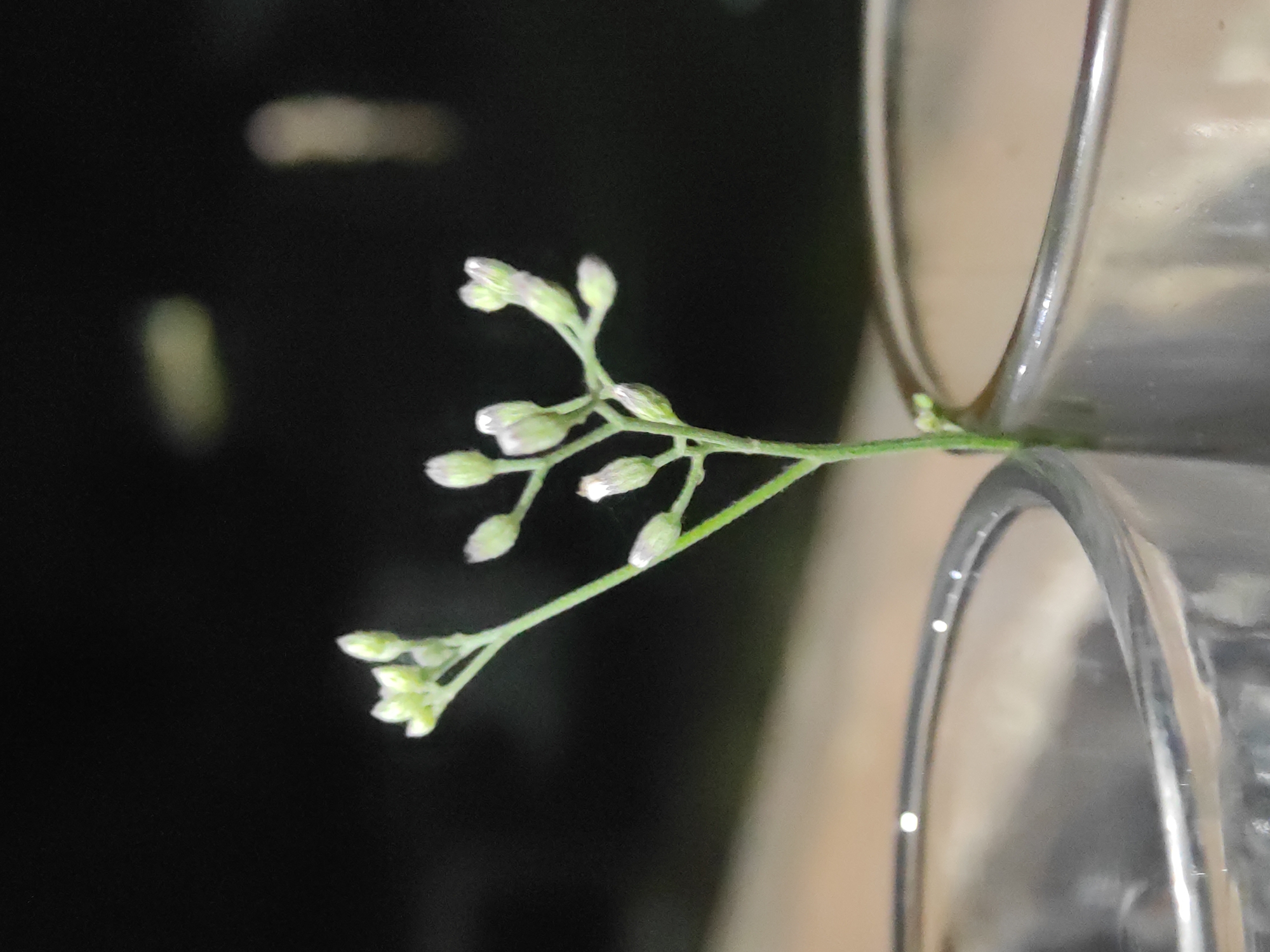 The image captures a close-up of a delicate plant stem adorned with numerous small, light-colored flower buds, appearing white or pale green. The stem branches out, showcasing clusters of these nascent blossoms. On the right side of the frame, a clear, reflective glass object, possibly a drinking glass or vase, is prominently featured, with the plant stem seemingly resting against or emerging near its rim. The background is predominantly dark and out of focus, with soft, blurry patches of light, indicating a dimly lit environment, possibly an indoor setting at night. No people are visible, and no specific activity is taking place beyond the static display of the plant. There is no discernible text in the image. The scene is set in Lhokseumawe, Indonesia.