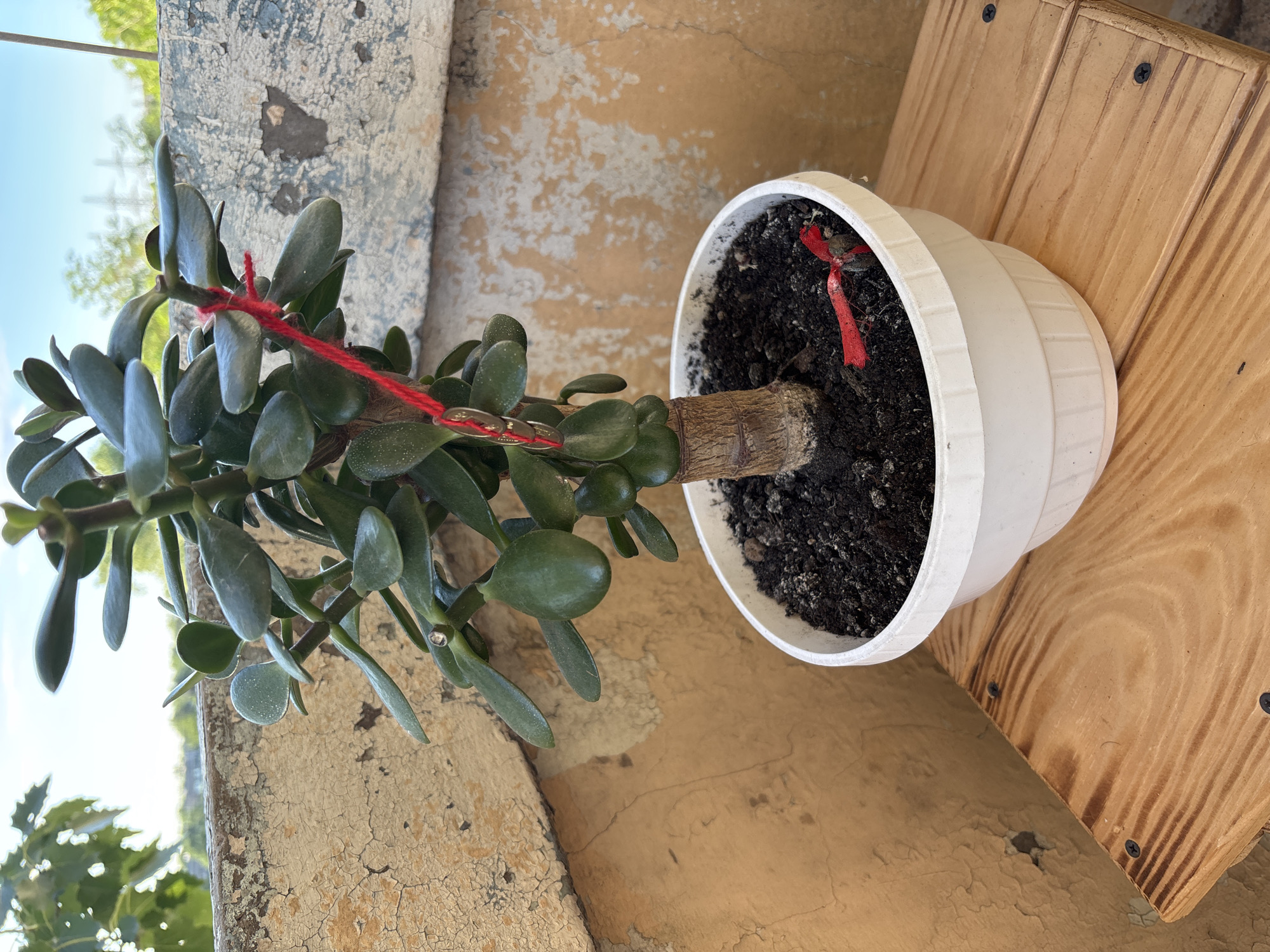An overhead medium shot captures a potted jade plant on a wooden surface. The plant, with its thick, woody stem and succulent green leaves, is housed in a white plastic pot filled with dark soil. A thin red string is tied around the plant's stem, with several small, round coins attached to it, dangling down. Another red string is loosely tied around a small object in the soil near the base of the plant.
The background features a weathered, textured wall with peeling paint in shades of beige and gray, suggesting an outdoor setting, possibly a balcony or patio. The sky is visible in the upper right portion of the frame, appearing bright blue with some scattered clouds and distant power lines. The wooden surface the pot rests on is made of light-colored planks with visible wood grain and is secured with black screws. The overall scene is brightly lit, likely by natural sunlight.