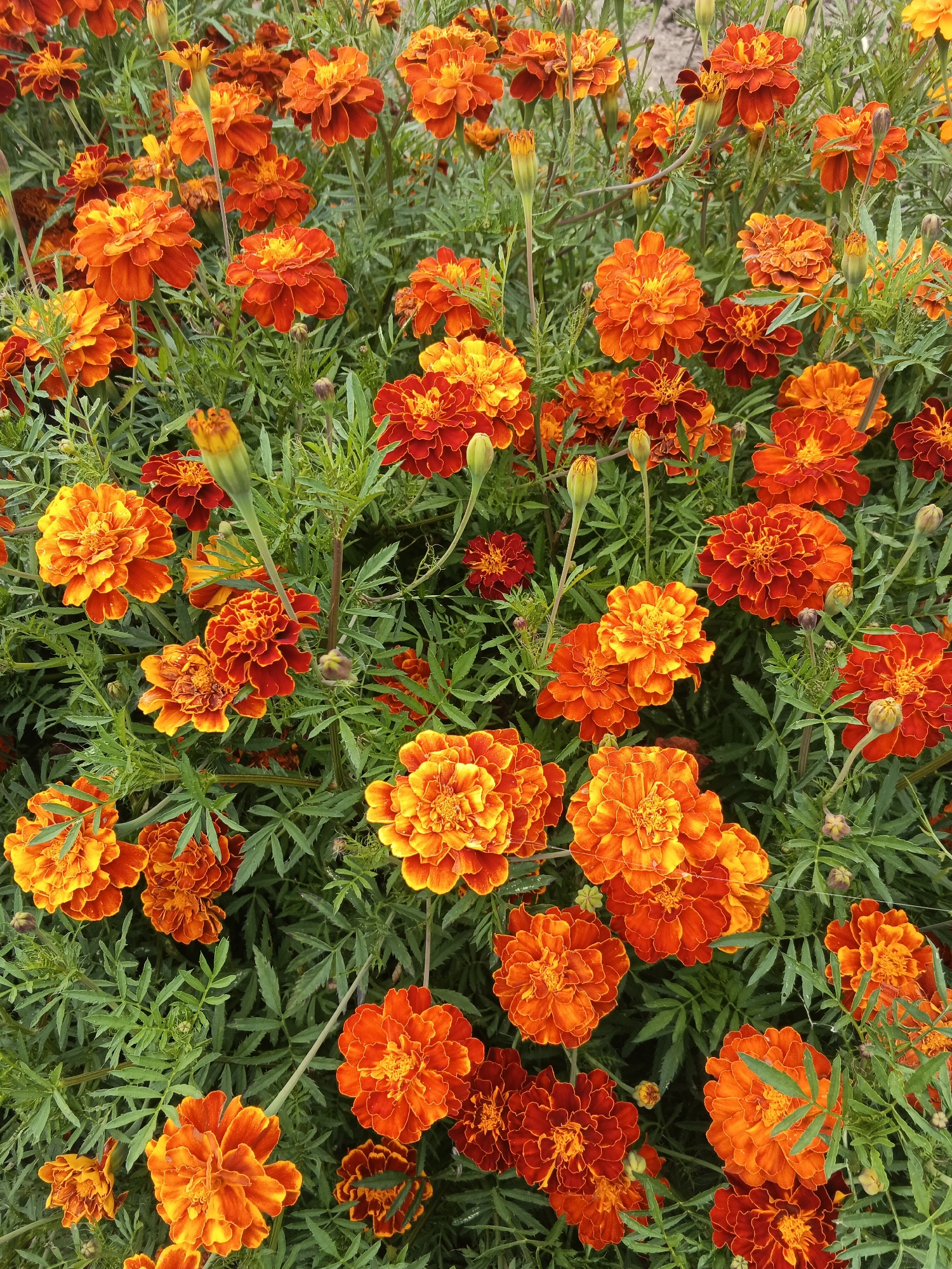 The image shows a dense bed of marigolds with vibrant orange and yellow petals and green foliage. The flowers are in various stages of bloom, with some fully open and others still as buds. The scene is presented from a top-down perspective, filling the entire frame. The background consists of out-of-focus greenery and hints of soil. The specific location in Medvedyovka, Russia is not depicted or inferable from the image.