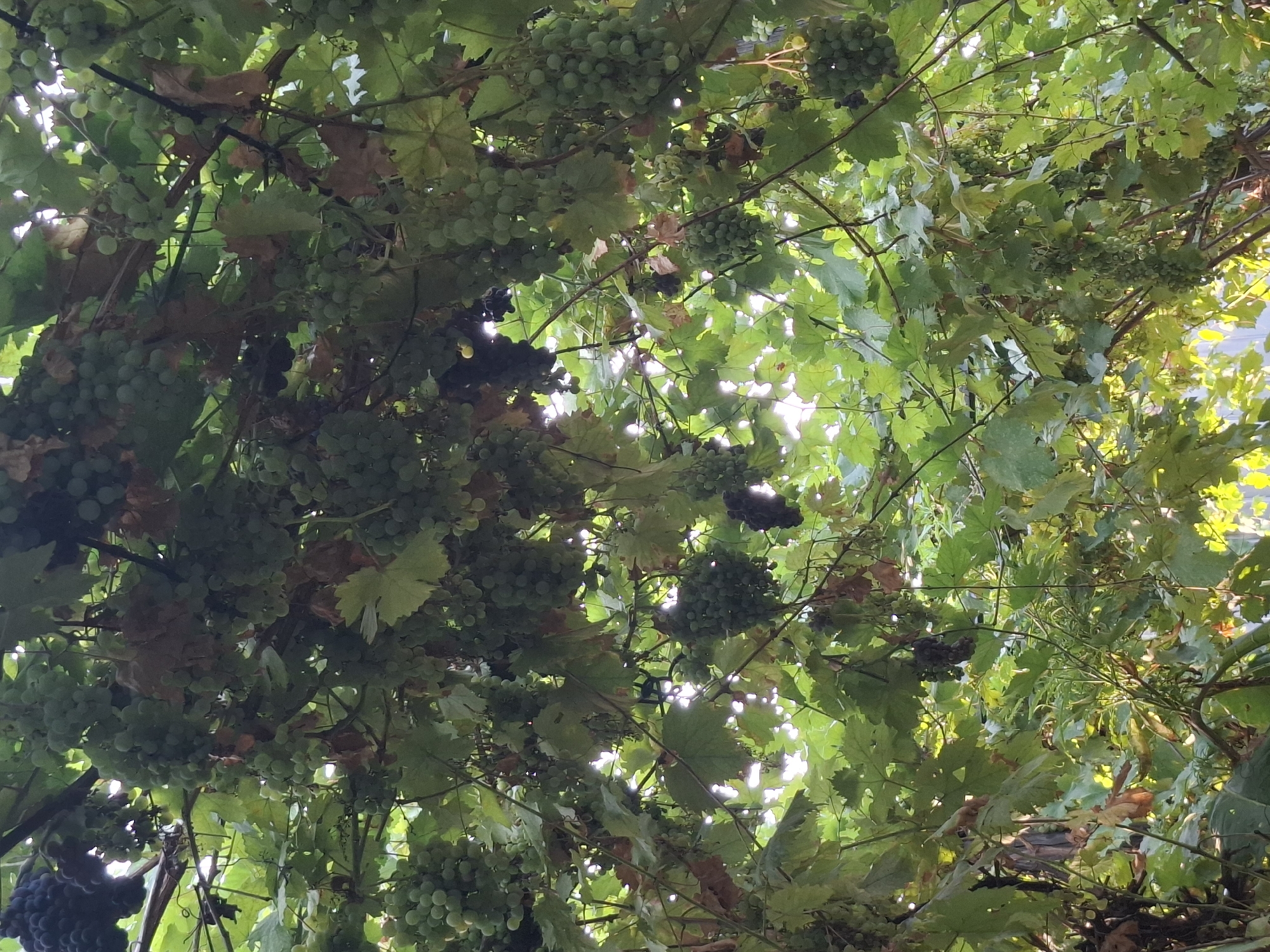 The image shows a close-up view of a grape vine canopy, with numerous bunches of green and dark purple grapes hanging amongst lush green leaves and woody stems. The sun is visible filtering through the leaves and grapes, creating dappled light and bright highlights. Some leaves appear dried or brown. The scene is outdoors, suggesting a garden or vineyard setting. The overall impression is one of abundance and natural growth. There are no people or visible signs of urban infrastructure to indicate a specific location within Almaty.