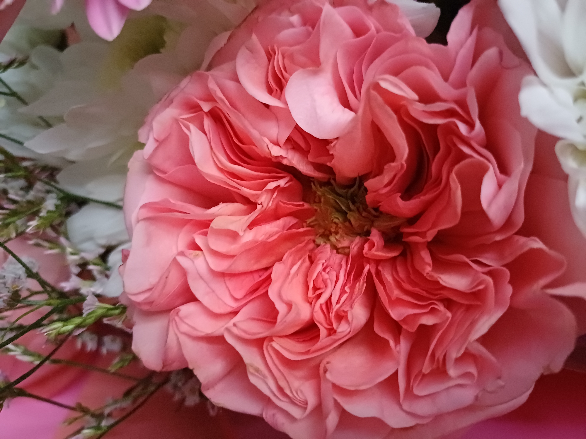 This is a close-up, overhead shot of a bouquet of flowers, with a prominent focus on a large, pink, rose-like flower. The flower has many ruffled petals that are tightly packed in the center and spread out towards the edges. The petals are a vibrant shade of pink, with some lighter and darker variations creating depth and texture. Surrounding the central pink flower, hints of other flowers are visible. To the left and behind, there are some white flowers with delicate, layered petals. Further back and to the left, there are also small sprigs of greenery with tiny white blossoms, adding a delicate, wispy element to the arrangement. The background is a soft, blurred pink, suggesting the rest of the bouquet or the surface it is resting on. The lighting appears to be soft and diffused, highlighting the textures of the petals. No people, text, or specific location cues are visible. The overall impression is one of beauty and delicate artistry, likely a floral arrangement for decoration or a gift.