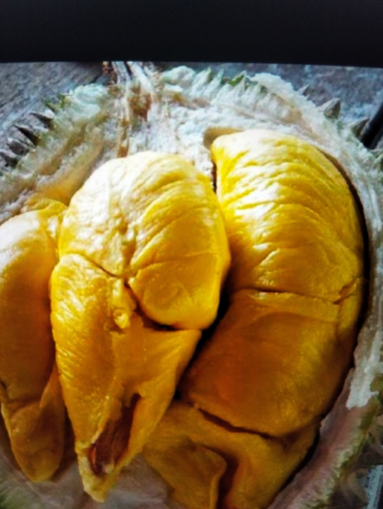 The image is a close-up, top-down view of several segments of durian fruit, with their spiky outer rind visible around the edges. The flesh of the durian is a vibrant yellow and appears to be creamy and plump, with visible indentations and folds. One segment on the right is particularly large and dominates the frame, while two smaller segments are visible on the left. The surface beneath the fruit appears to be rough and textured, possibly a wooden or stone surface. There is no indication of the specific location in Payagaboh, Indonesia, or any people, actions, or interactions.