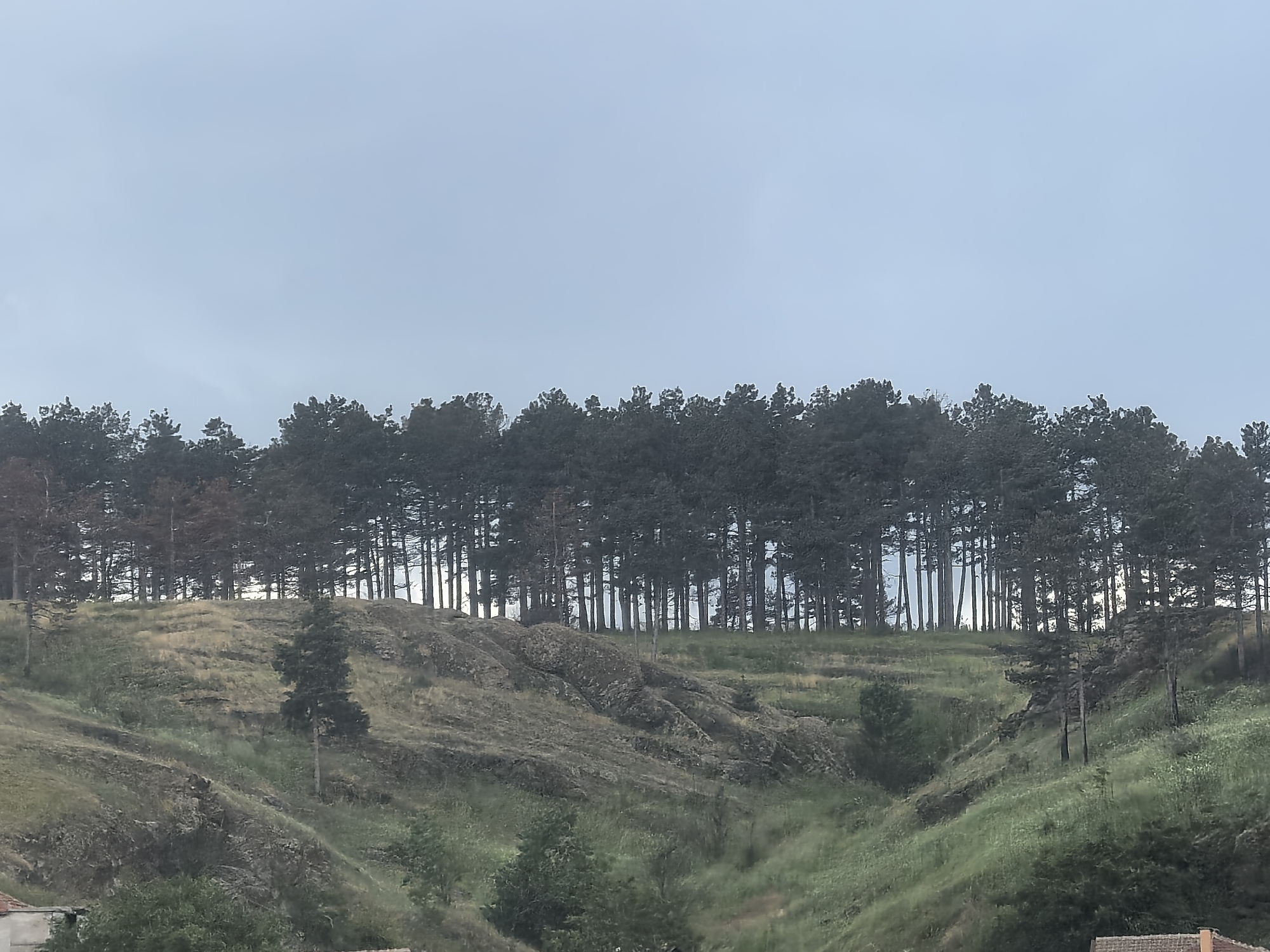 The image shows a landscape with a line of evergreen trees along the top of a hill. The hillside below is covered in grasses and some rocks. The sky is overcast. The location is Unknown, Unknown.