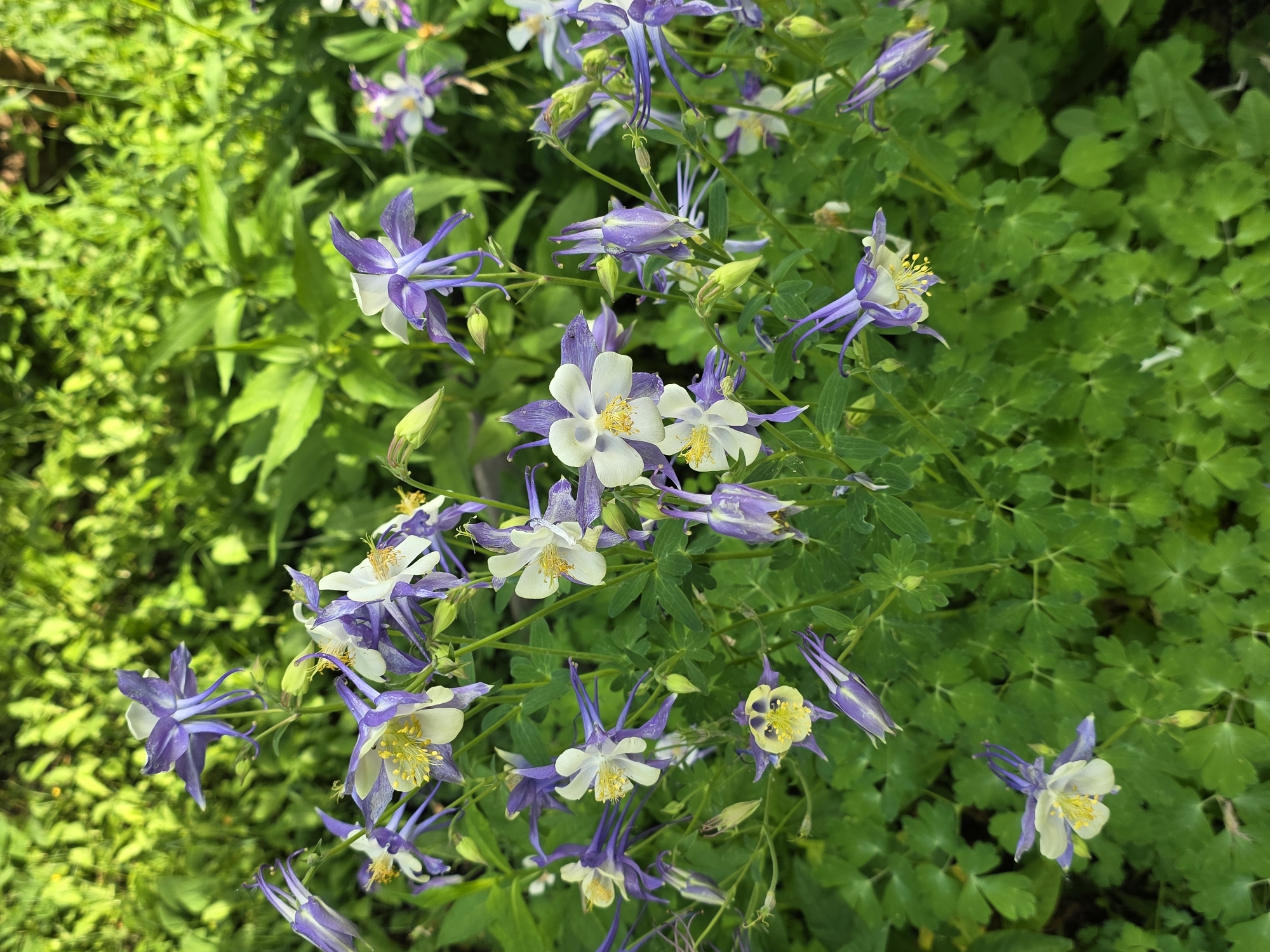 In the city of Petrushenko, Russia, a close-up shot captures a cluster of Columbine flowers in bloom. The flowers exhibit a striking bicolor pattern, with purple outer petals and white inner petals surrounding a yellow stamen. Some flowers are fully open, displaying their intricate structure, while others are still in bud. The blossoms are interspersed with lush green foliage, creating a vibrant natural scene. The background is softly blurred, with hints of dappled sunlight suggesting an outdoor setting. The image is focused on the flowers, highlighting their delicate beauty and the rich textures of their petals and leaves.