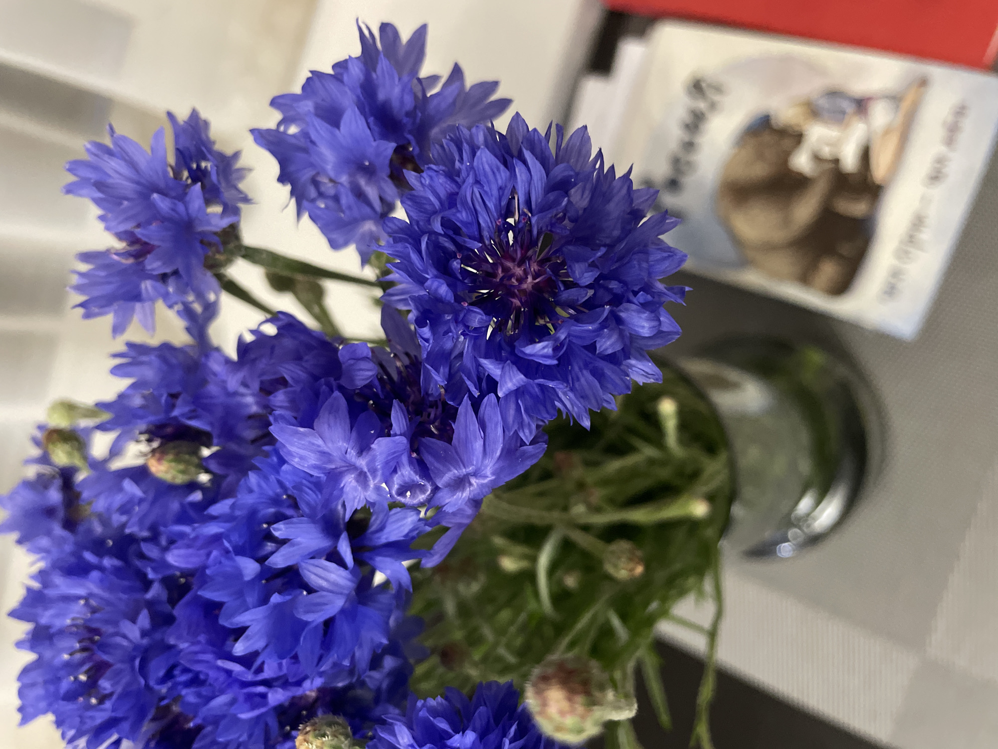A close-up, eye-level shot captures a bouquet of vibrant blue cornflowers in a clear glass vase. The flowers dominate the frame, their delicate petals in sharp focus. In the background, a blurred book with a picture of a bear and a child, and a red object, are visible on a white, textured surface, possibly a table. The lighting is soft, casting gentle shadows and highlighting the rich blue of the flowers. The overall impression is one of natural beauty and quiet domesticity, with no discernible indicators of its location in Sochi, Russia, or any specific activities or interactions.